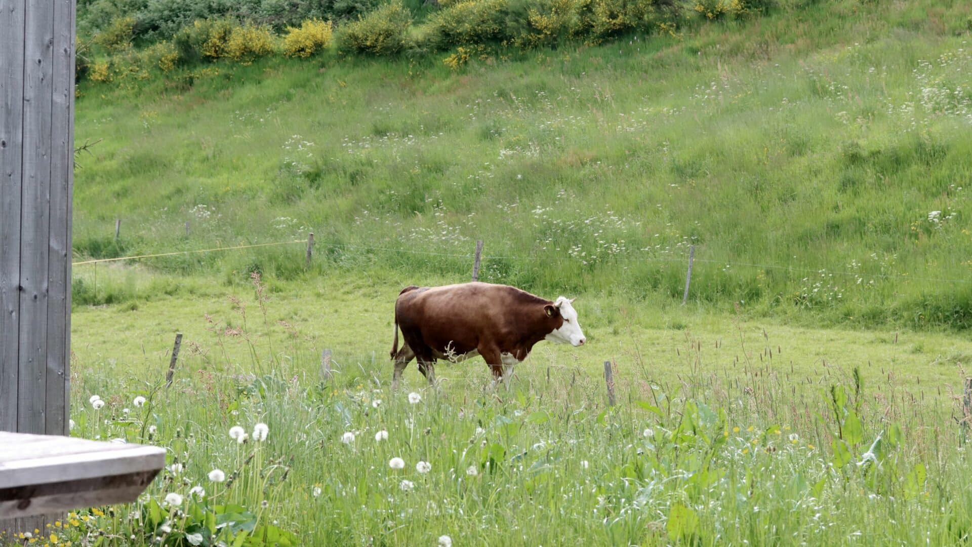 Kuh auf der Wiese beim Seilerhansenhof