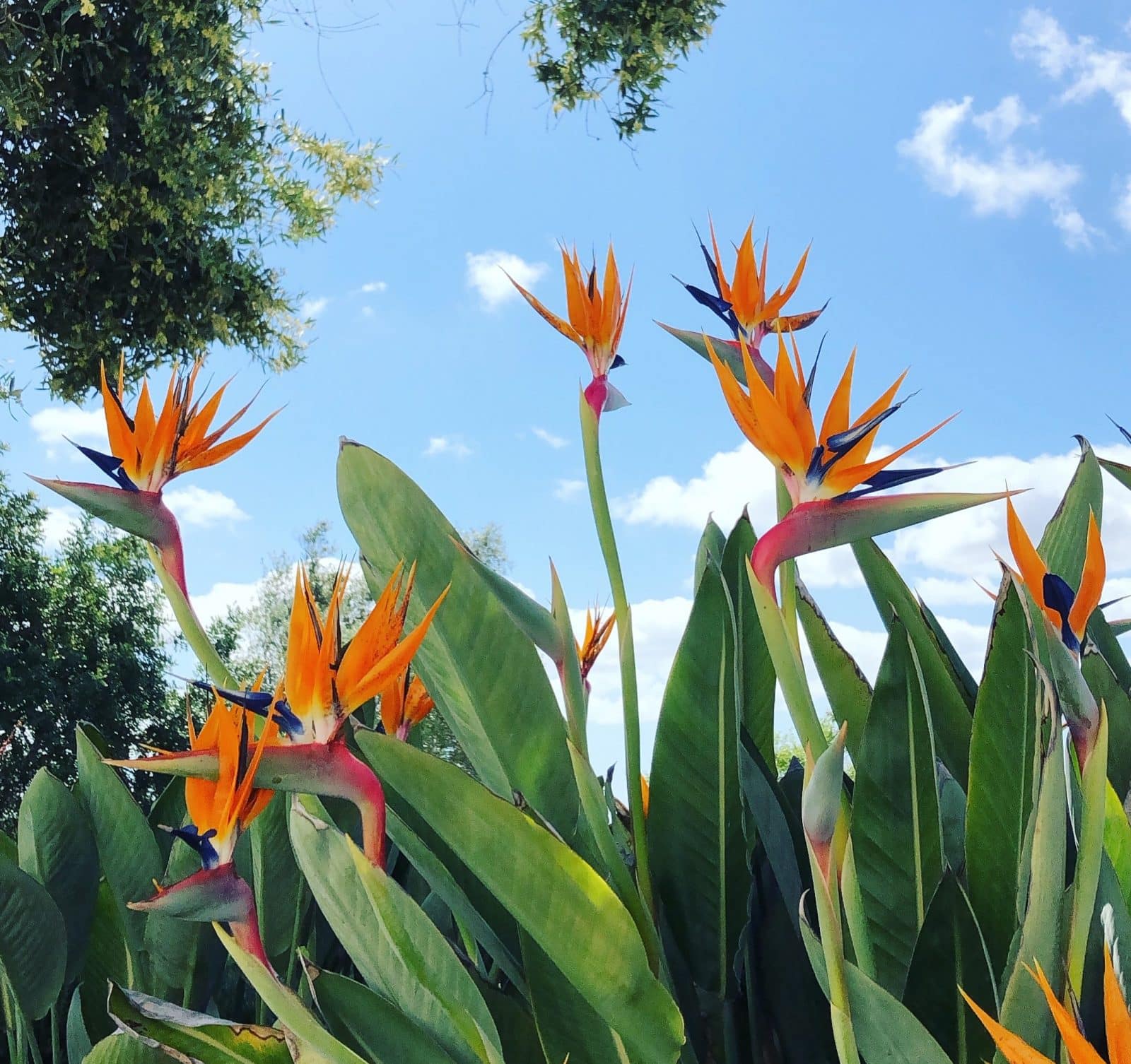 Detail: Papageigenblumen