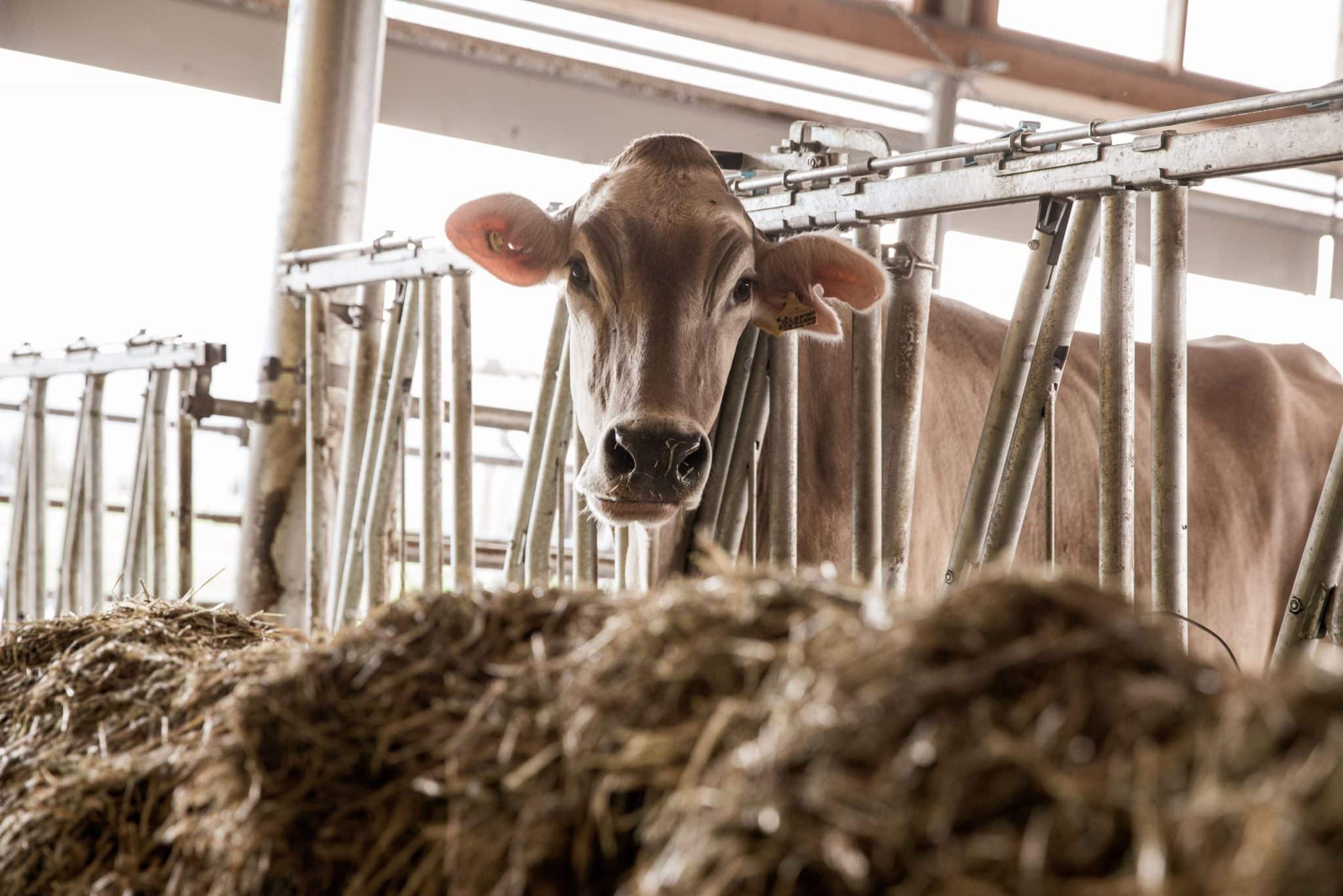 Dietrichhof, Bio-Bauernhof, Südtirol, Design, Architektur, Ferienwohnung