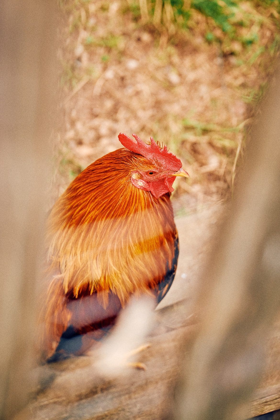 Das Rosso, Natur, Design-Ferienwohnungen, Allgäu, Bayern, Architektur, Holz, Design, Deutschland