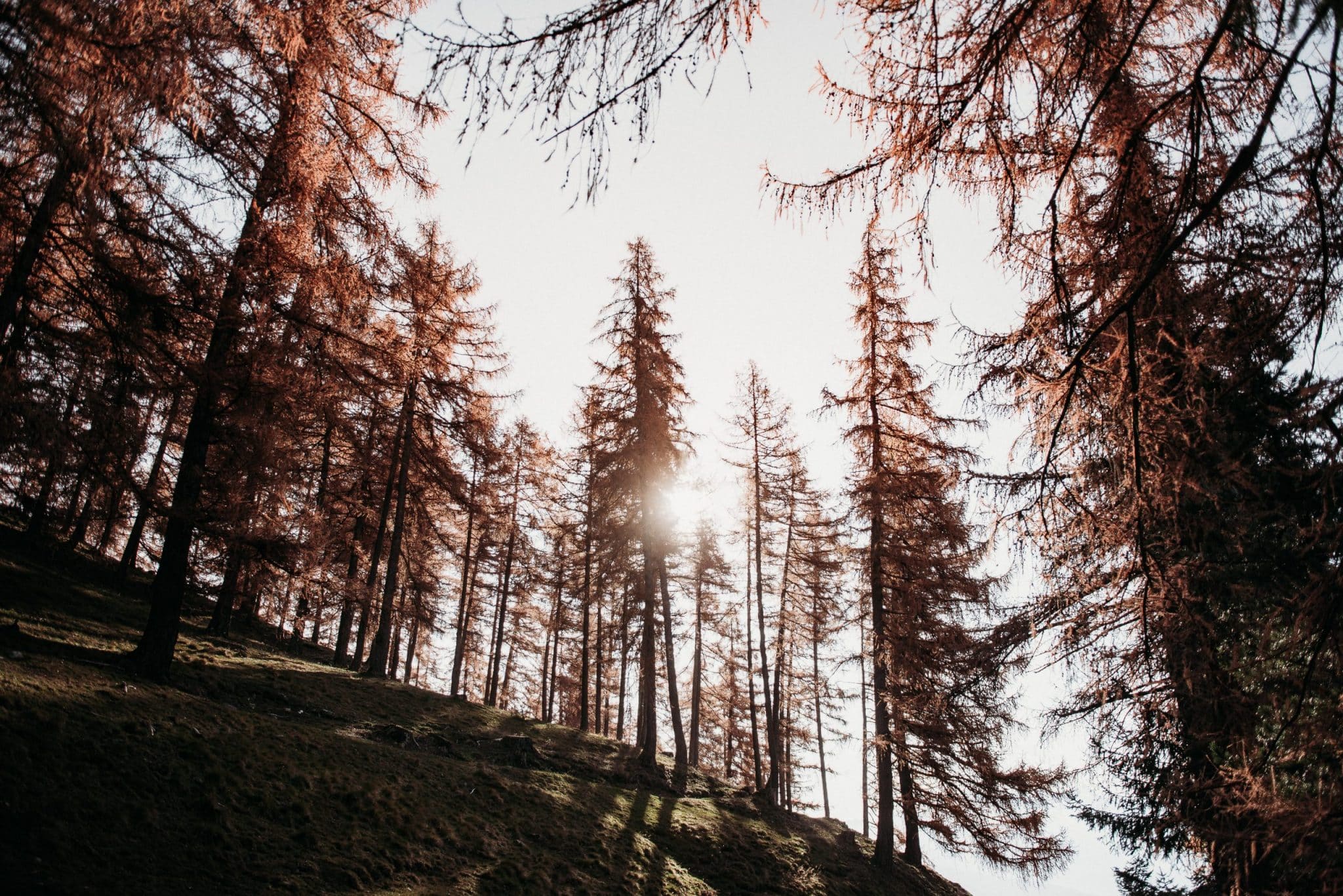 Mood: Wald im Sonnenschein in der Umgebung des Gästehaus Freiform