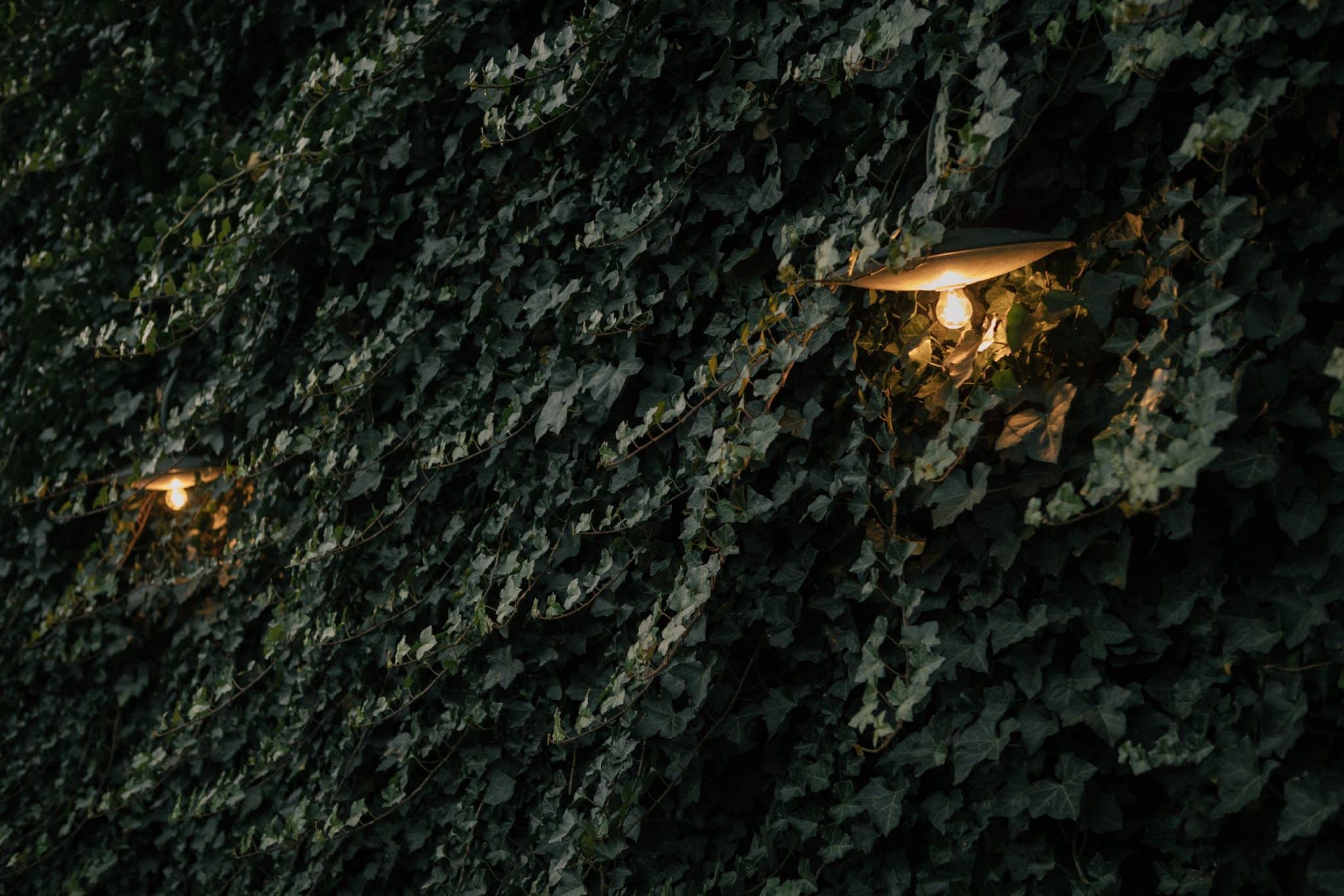 Goldener_OchsÂ©bureaurabensteiner-6987