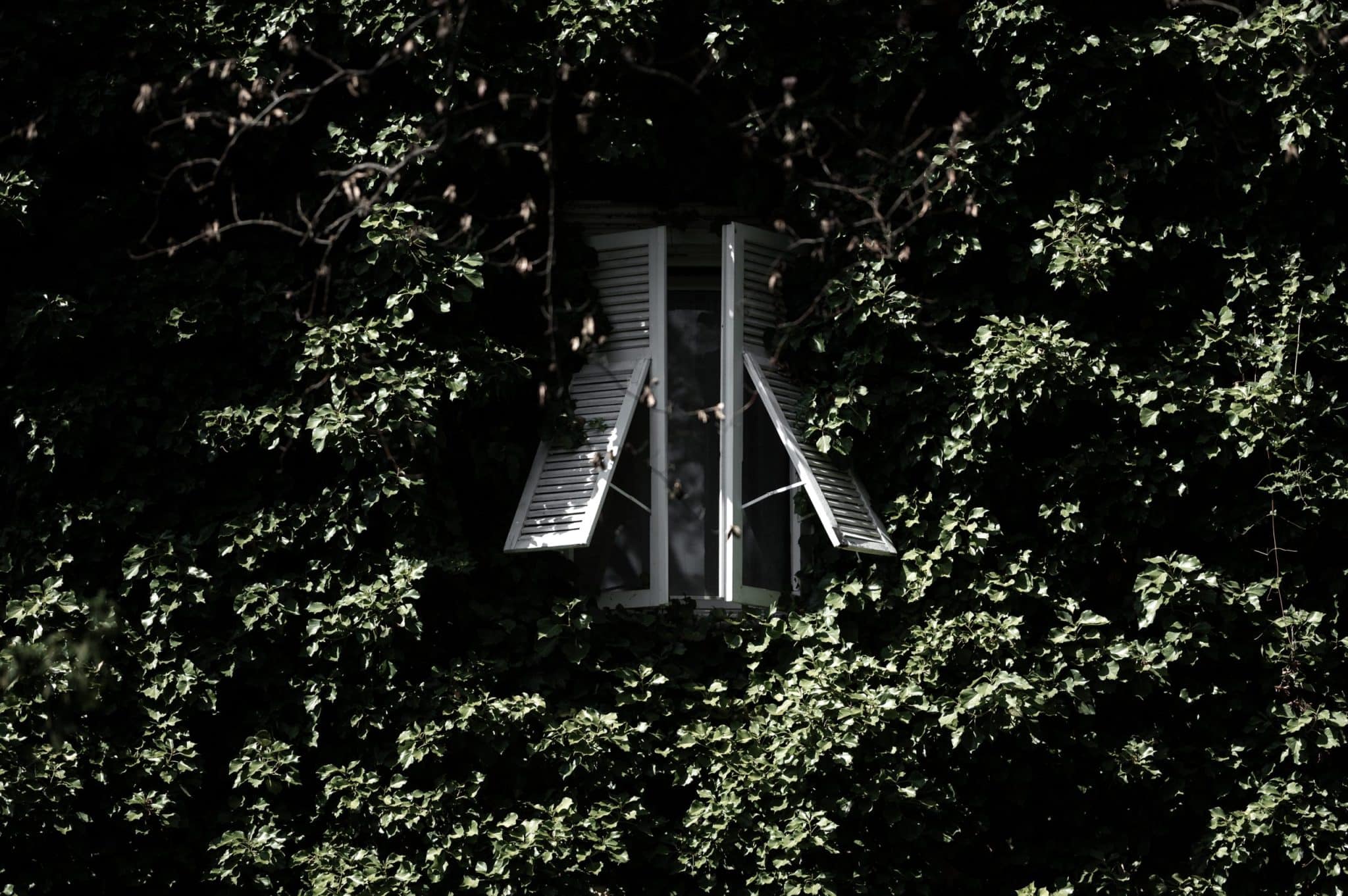 Efeu-bewachsenes Fenster im Parkhotel Mondschein