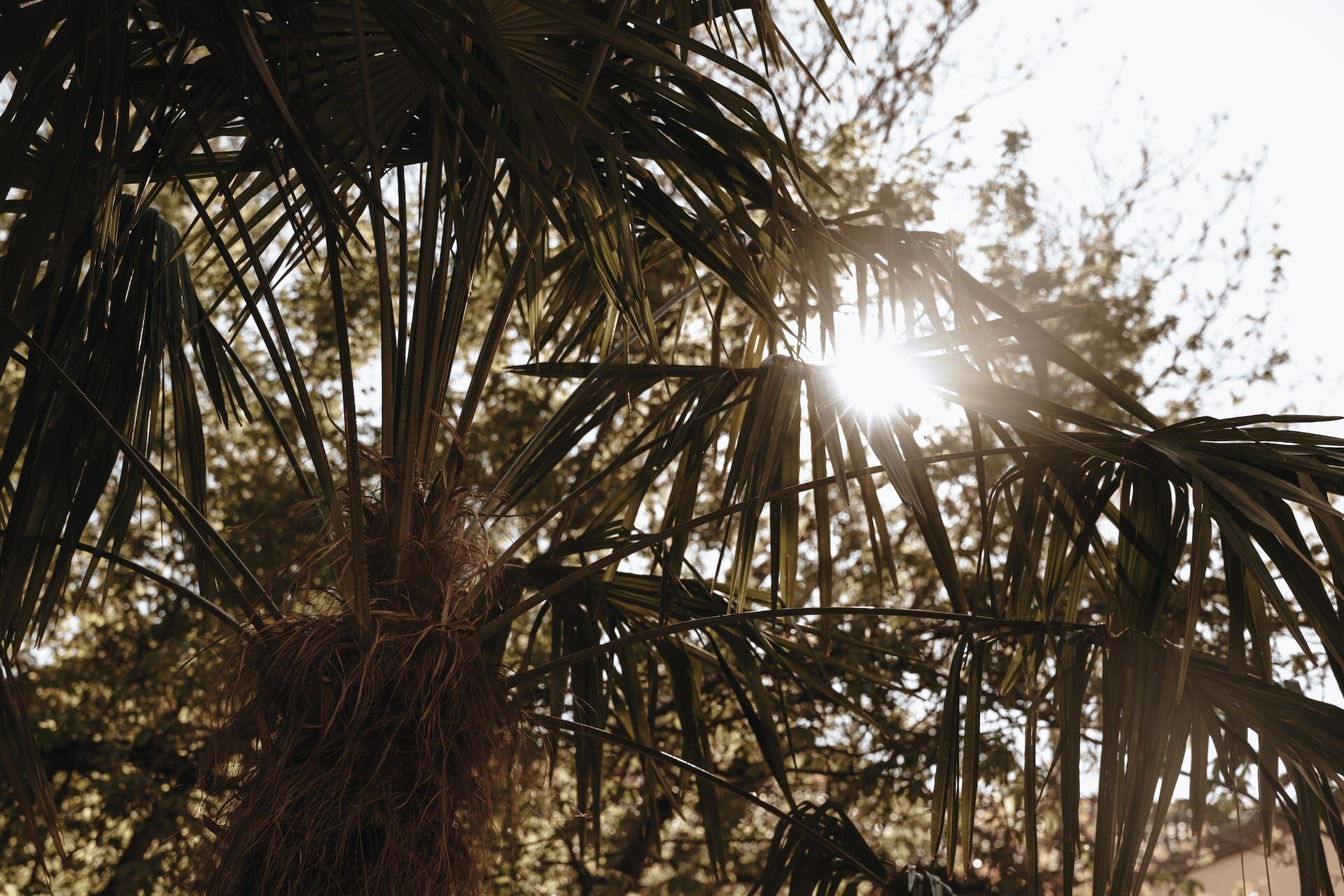 Sonenstrahlen durch Palmenblätter im Parkhotel Mondschein