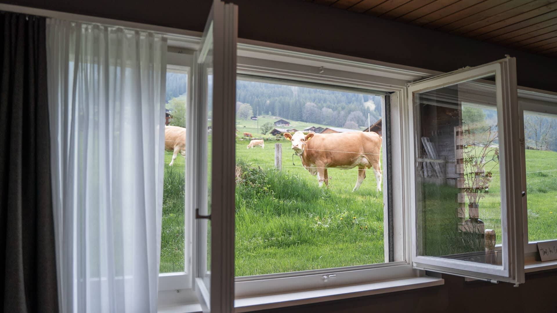 Kühe auf der Wiese durch ein offenes Fenster