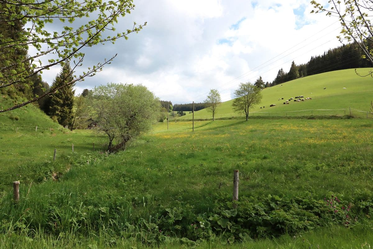 Weide rund um den Seilerhansenhof