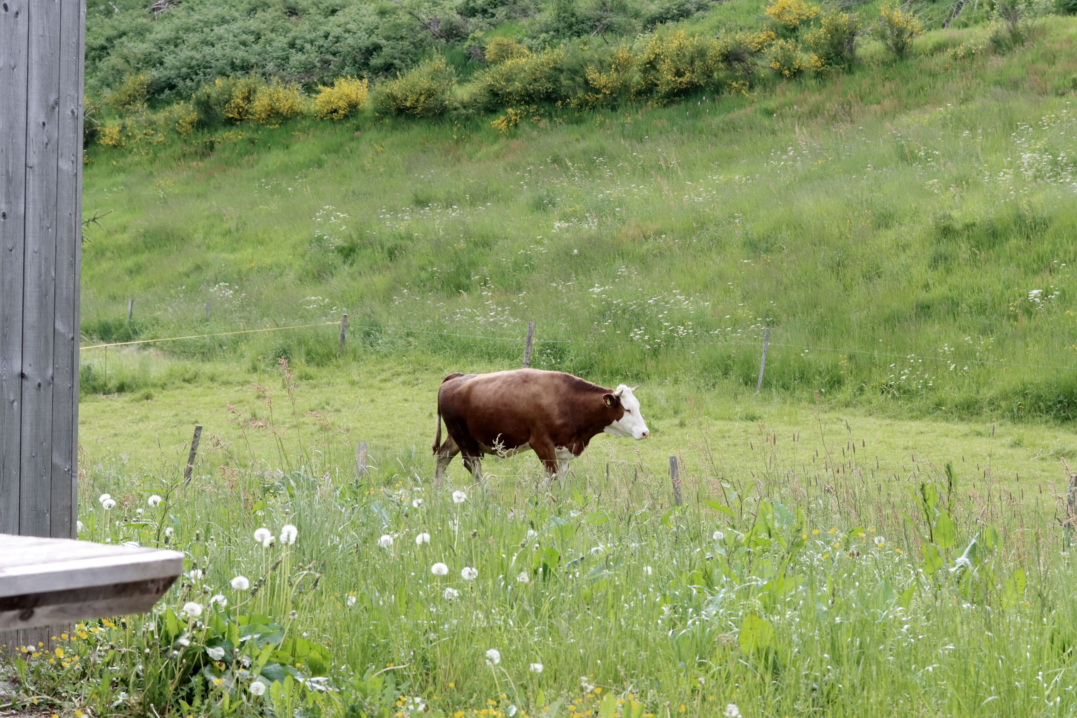 Kuh auf der Wiese beim Seilerhansenhof