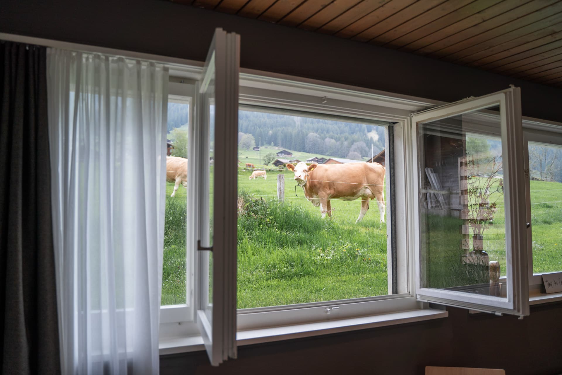 Kühe auf der Wiese durch ein offenes Fenster
