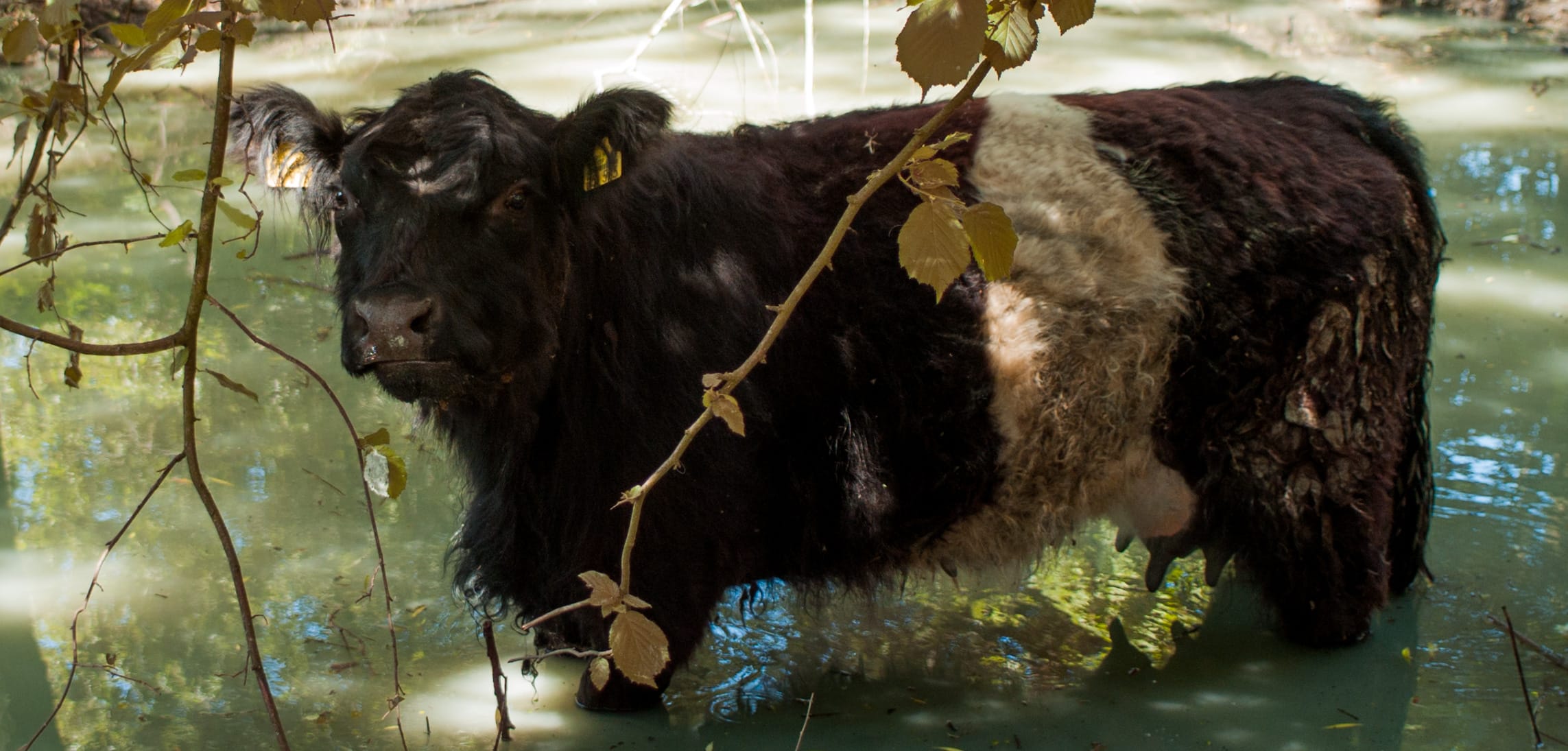 Kuh im Teich auf Hof Grillenöd