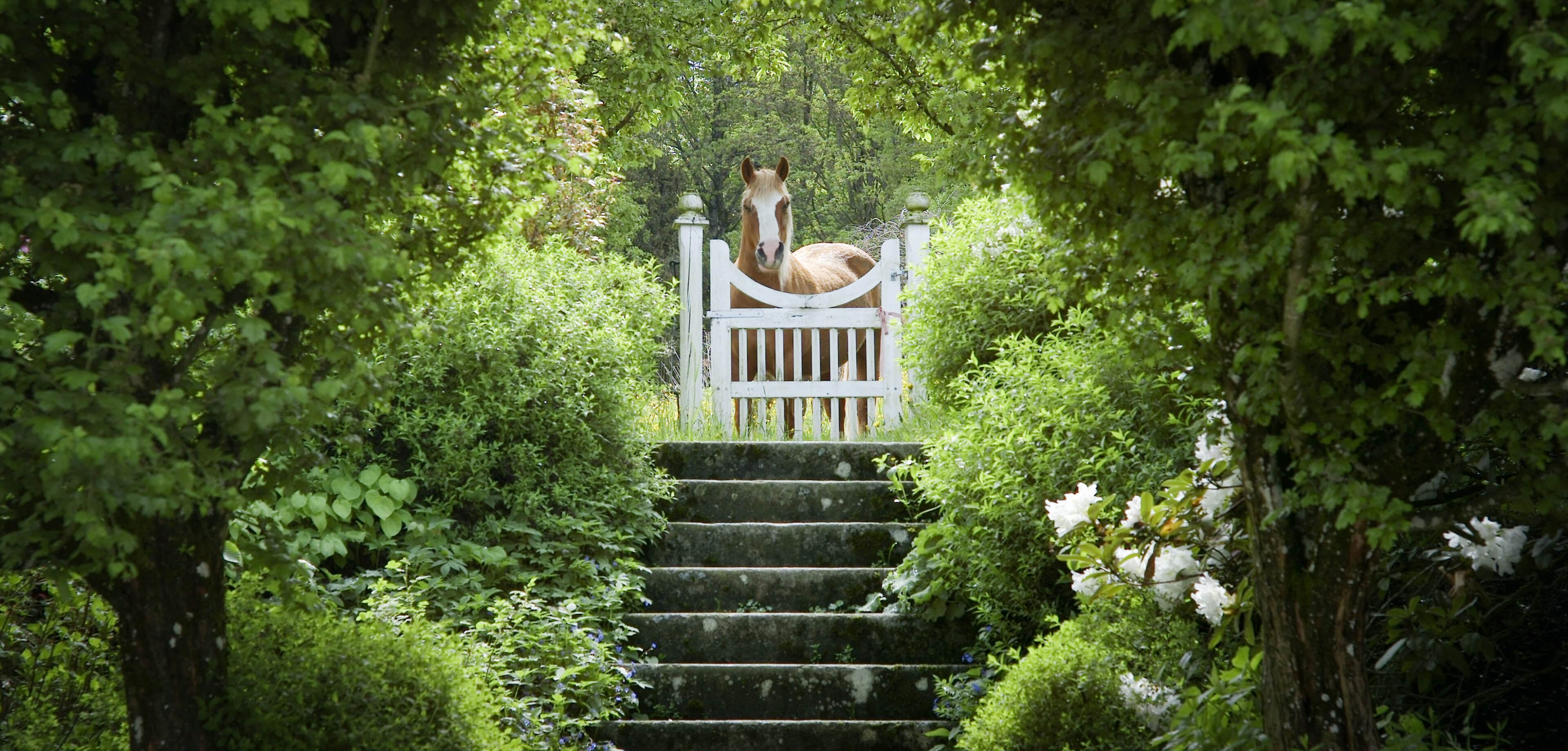 Pferd schaut über Gartenpforte auf Hof Grillenöd