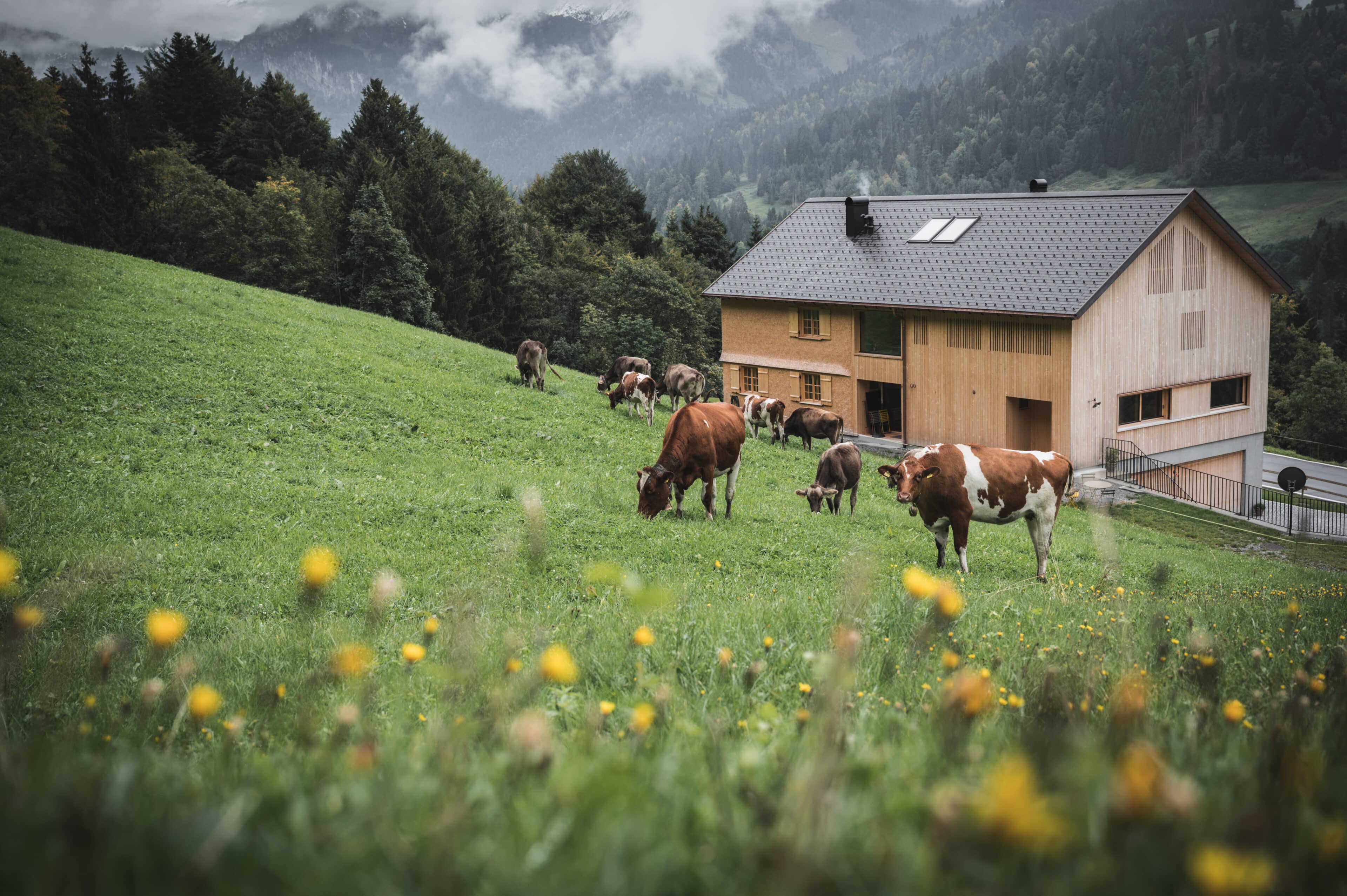 Haus und Kuhwiese des Halwina Hideaway