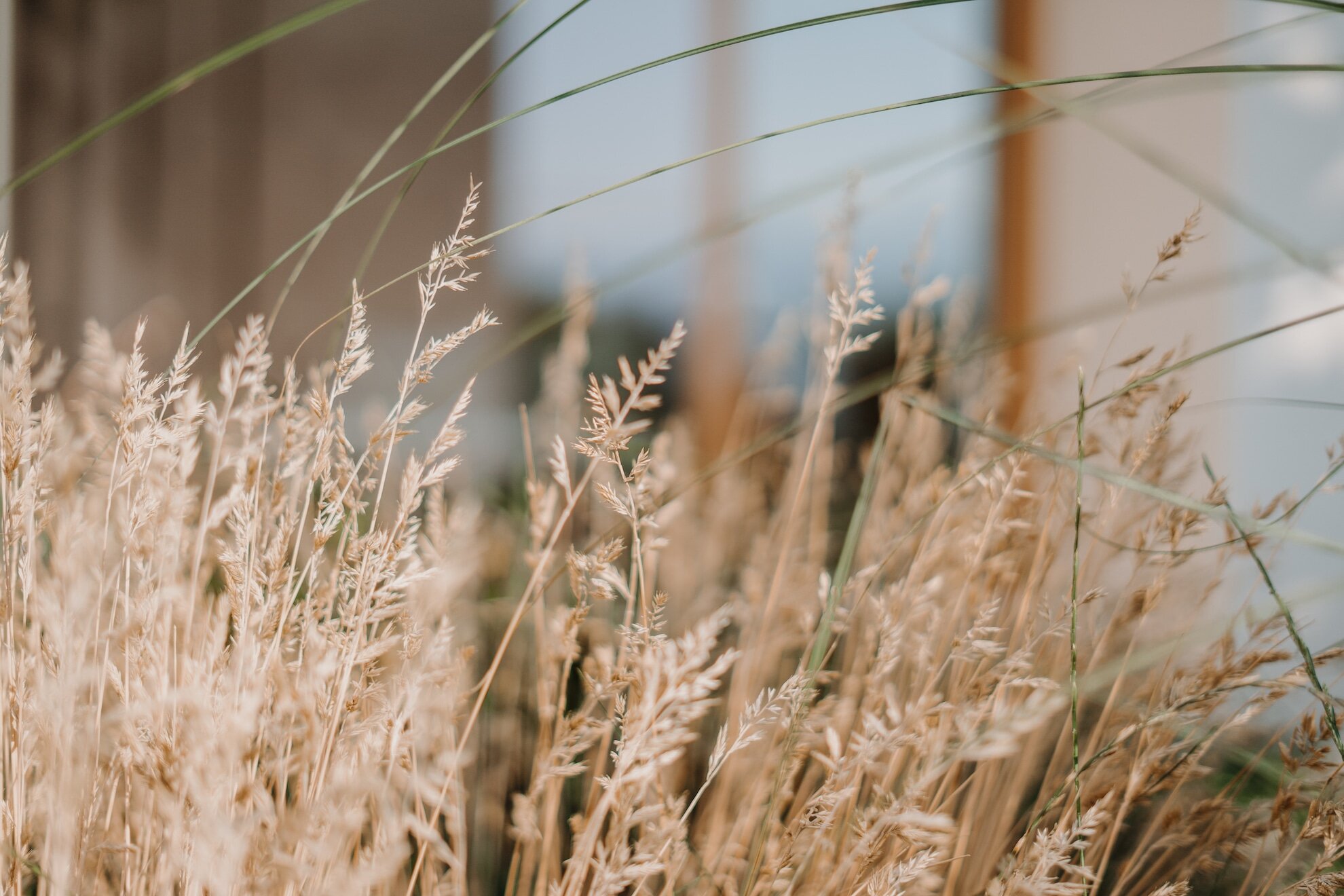 Gräser im Garten des Refugium Rochus