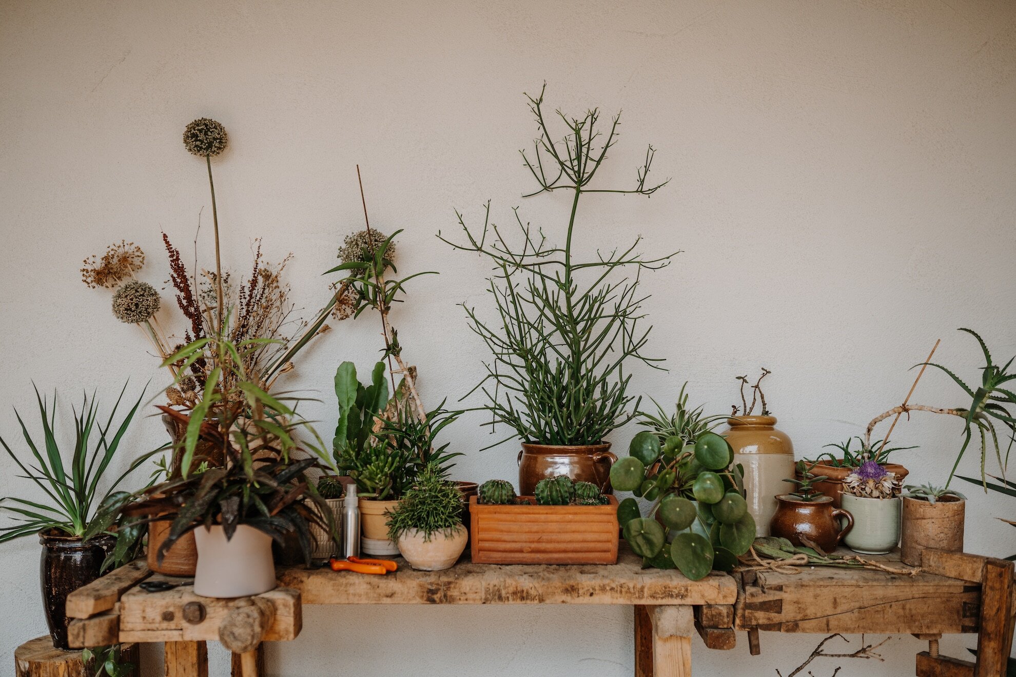 Pflanzentisch im Refugium Rochus