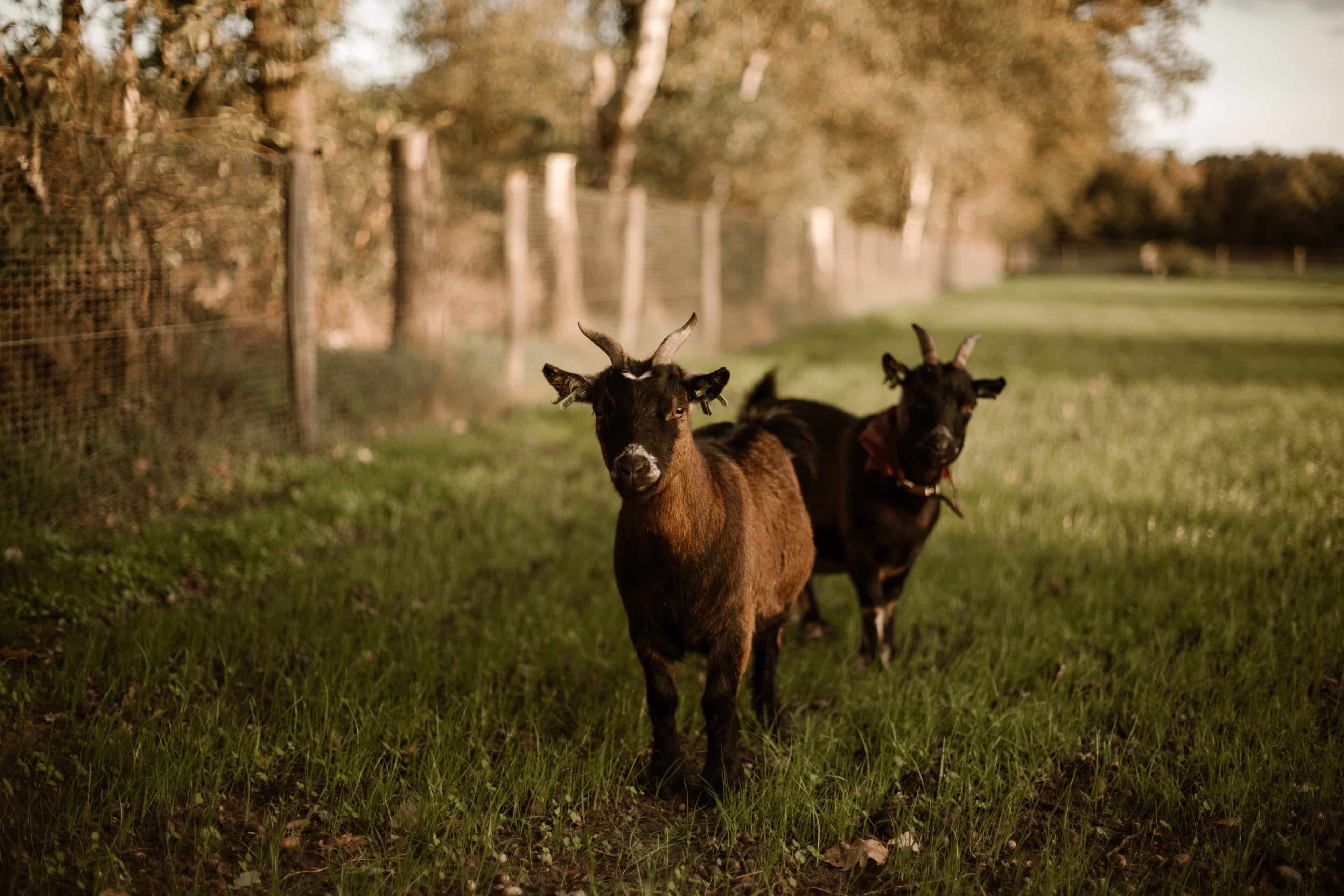 Zwei Ziegen im Garten des Tiny Hotel