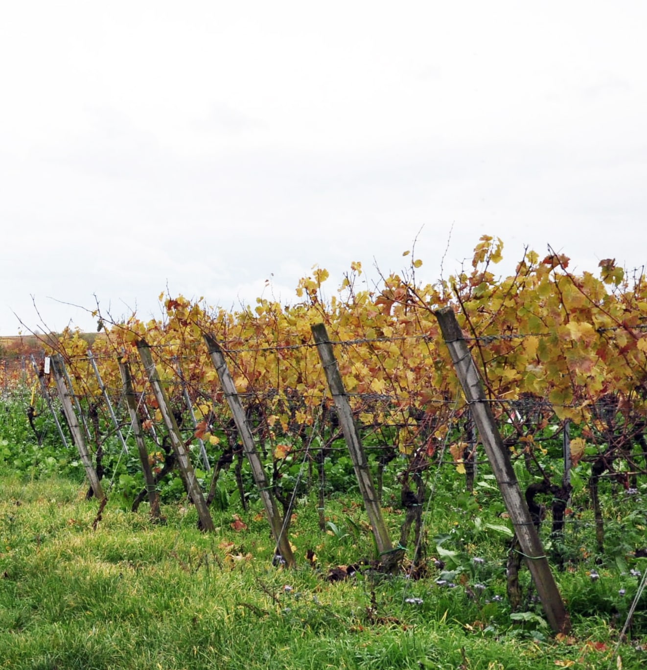 Weinreben, Schockelgaul