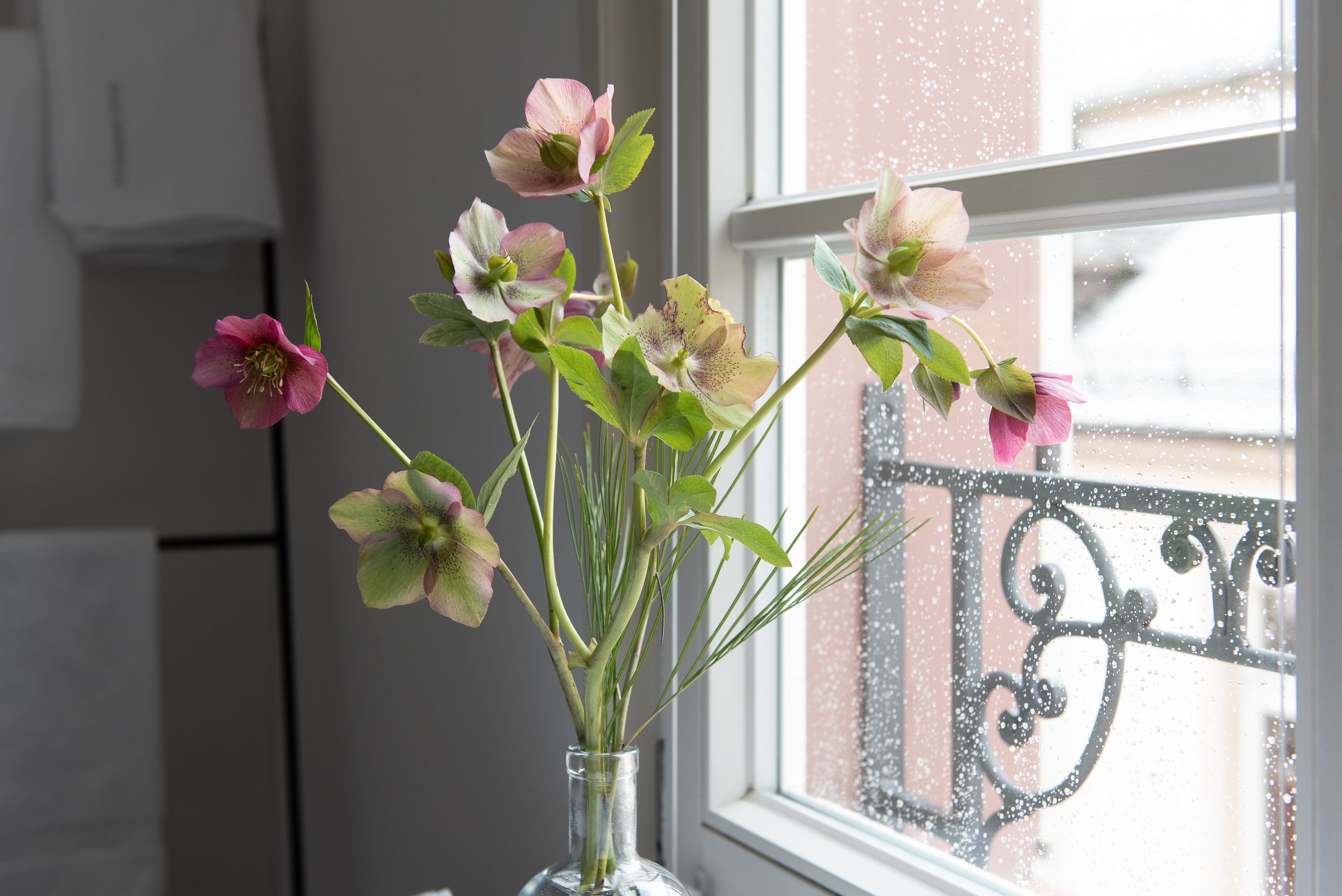 Blumen im Fenstersims des Palais Wunderlich