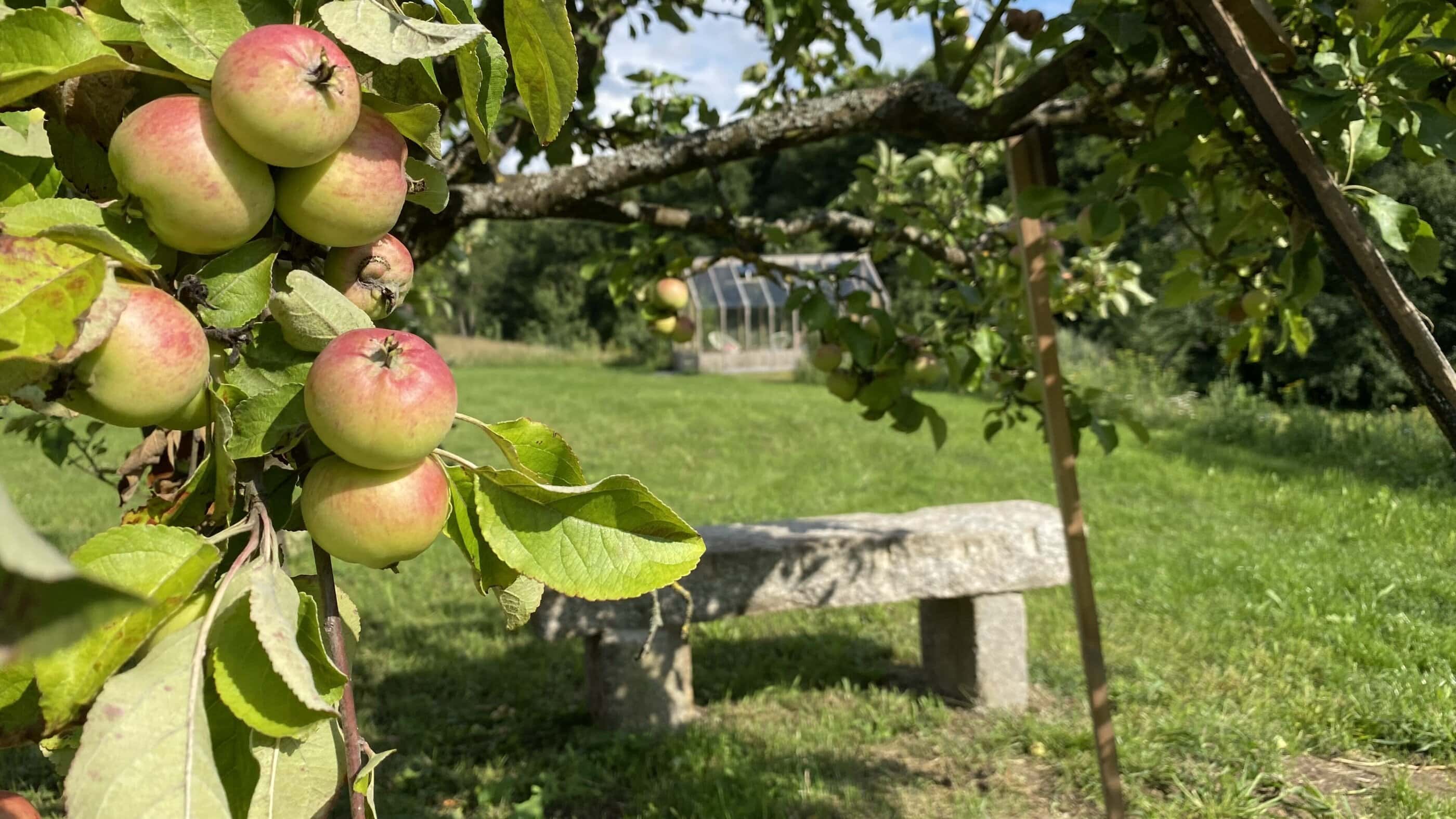 Garten mit Apfelbaum, Ulmenhof