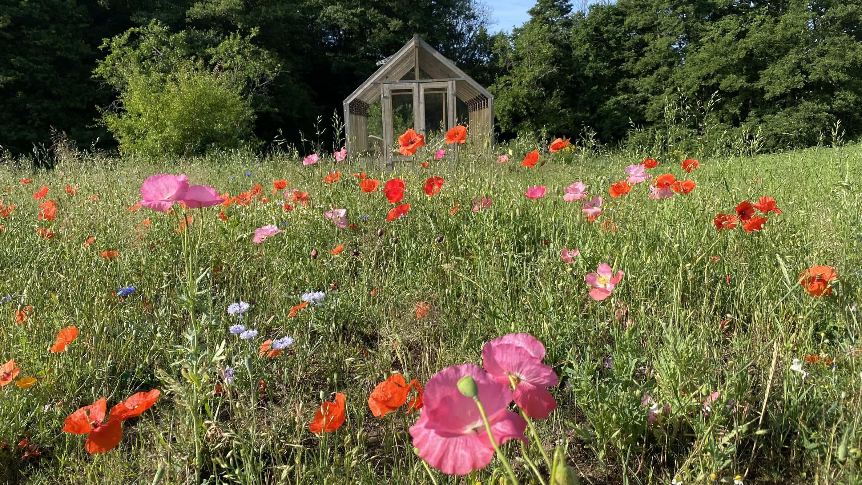 Blumenwiese mit Gewächshaus, Ulmenhof