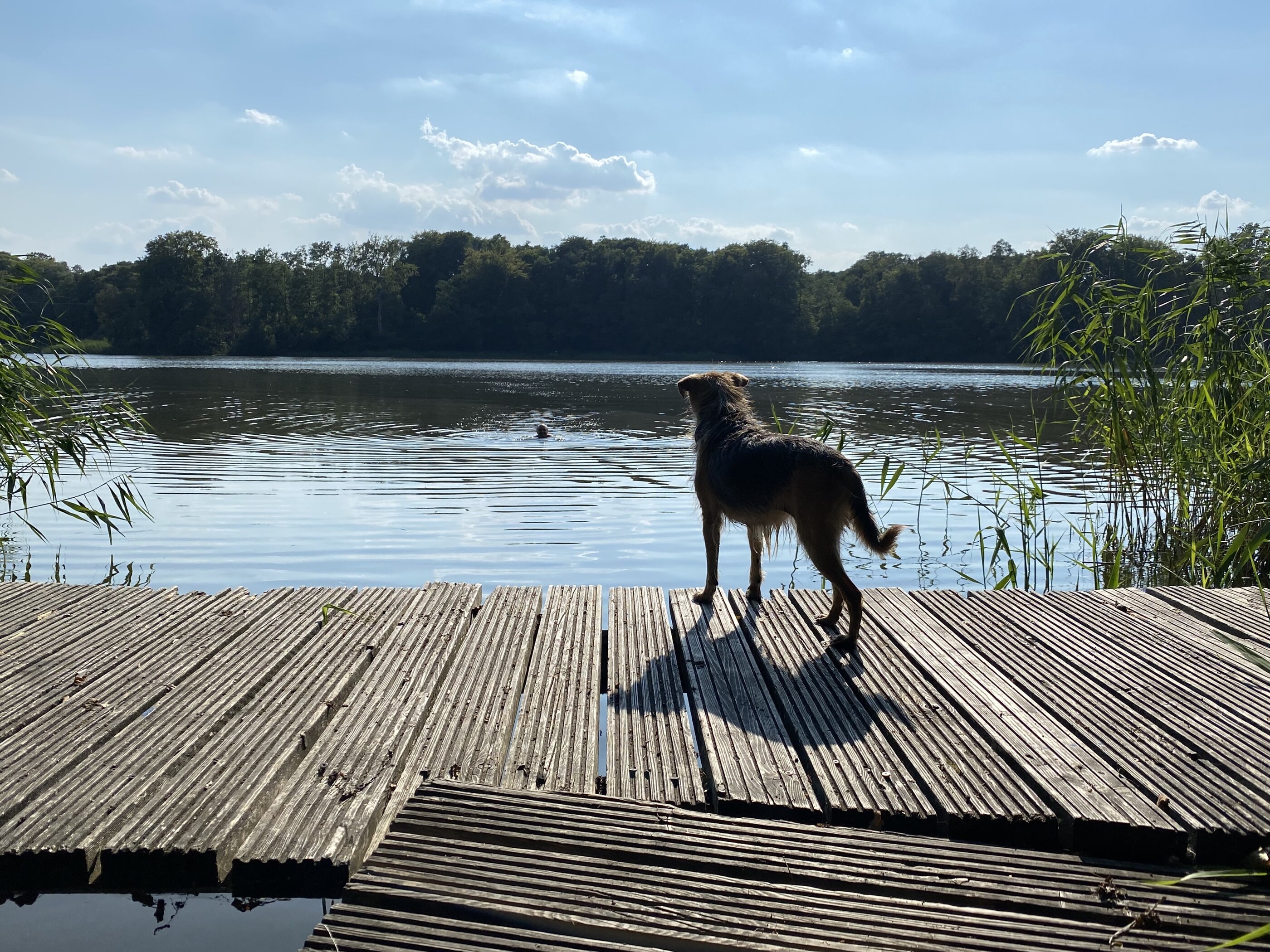 Hund am Steg, Ulmenhof