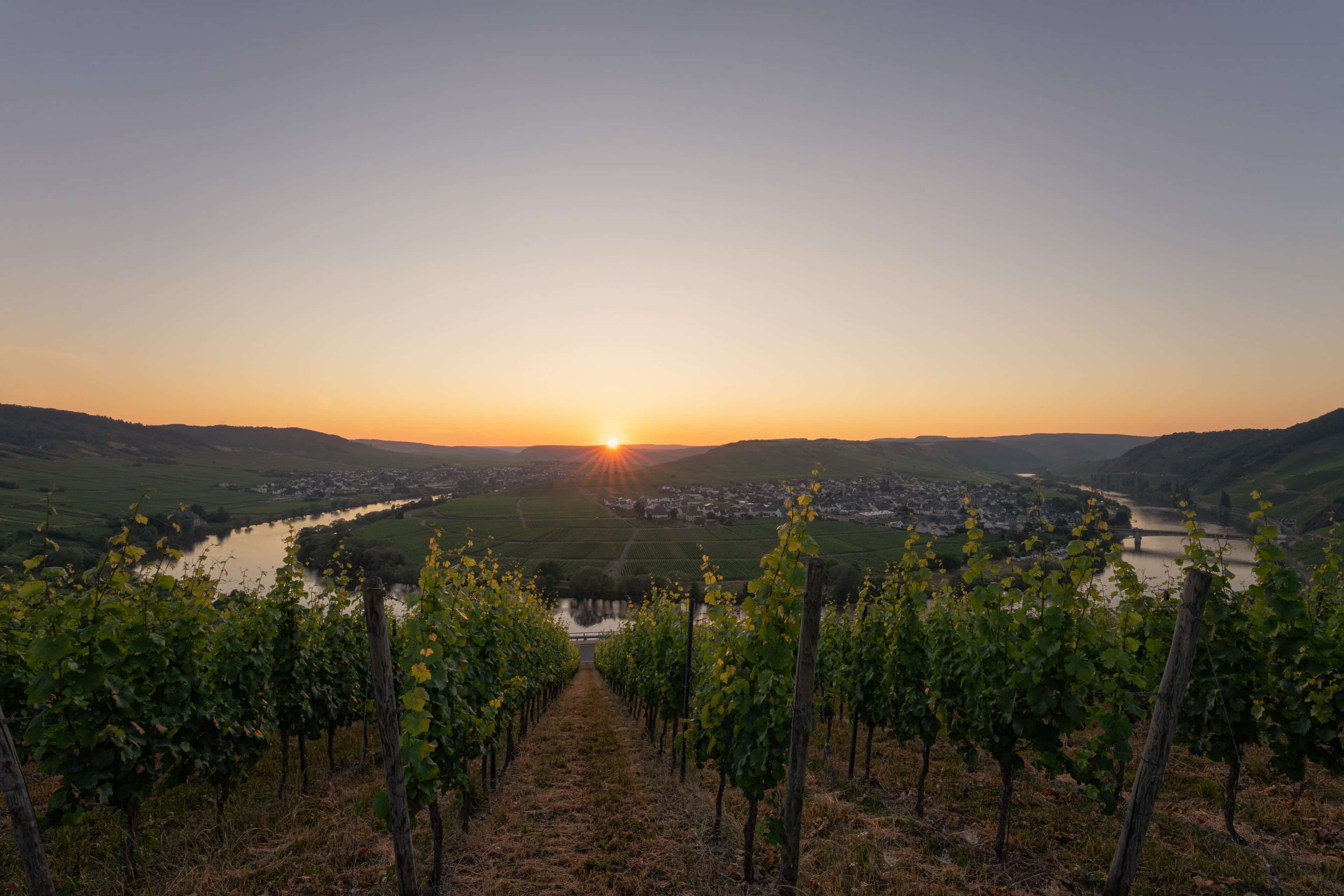 Detail: Mosel und Weinberge, Klara Rooms