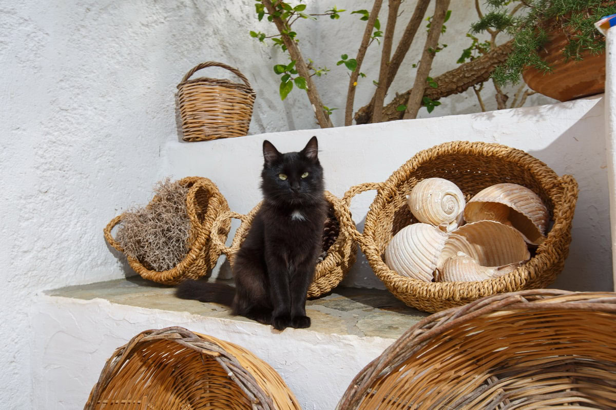 Detail: Körbe und schwarze Katze bei der Villa Zoé