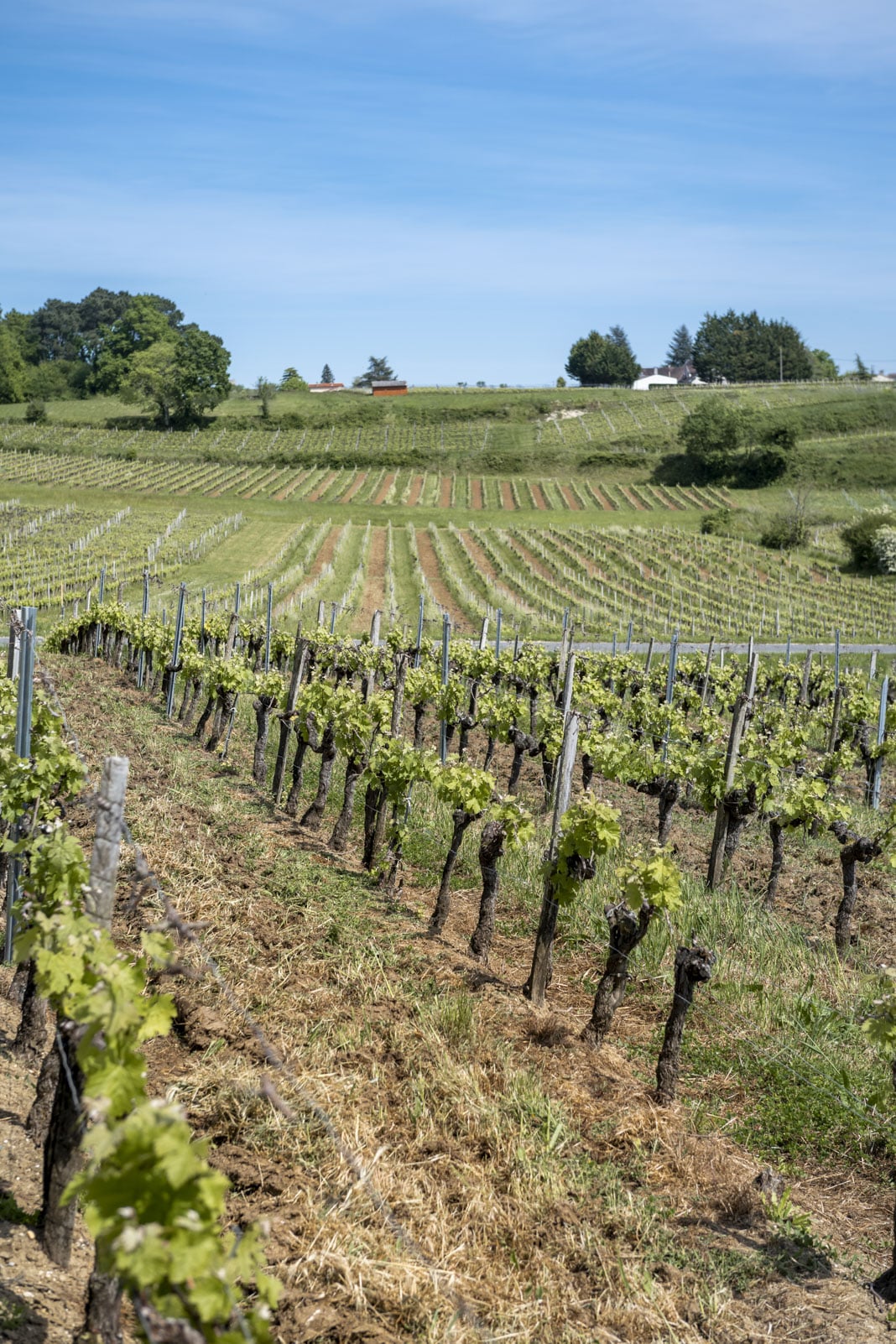 Detail: Natur mit Weinstöcken
