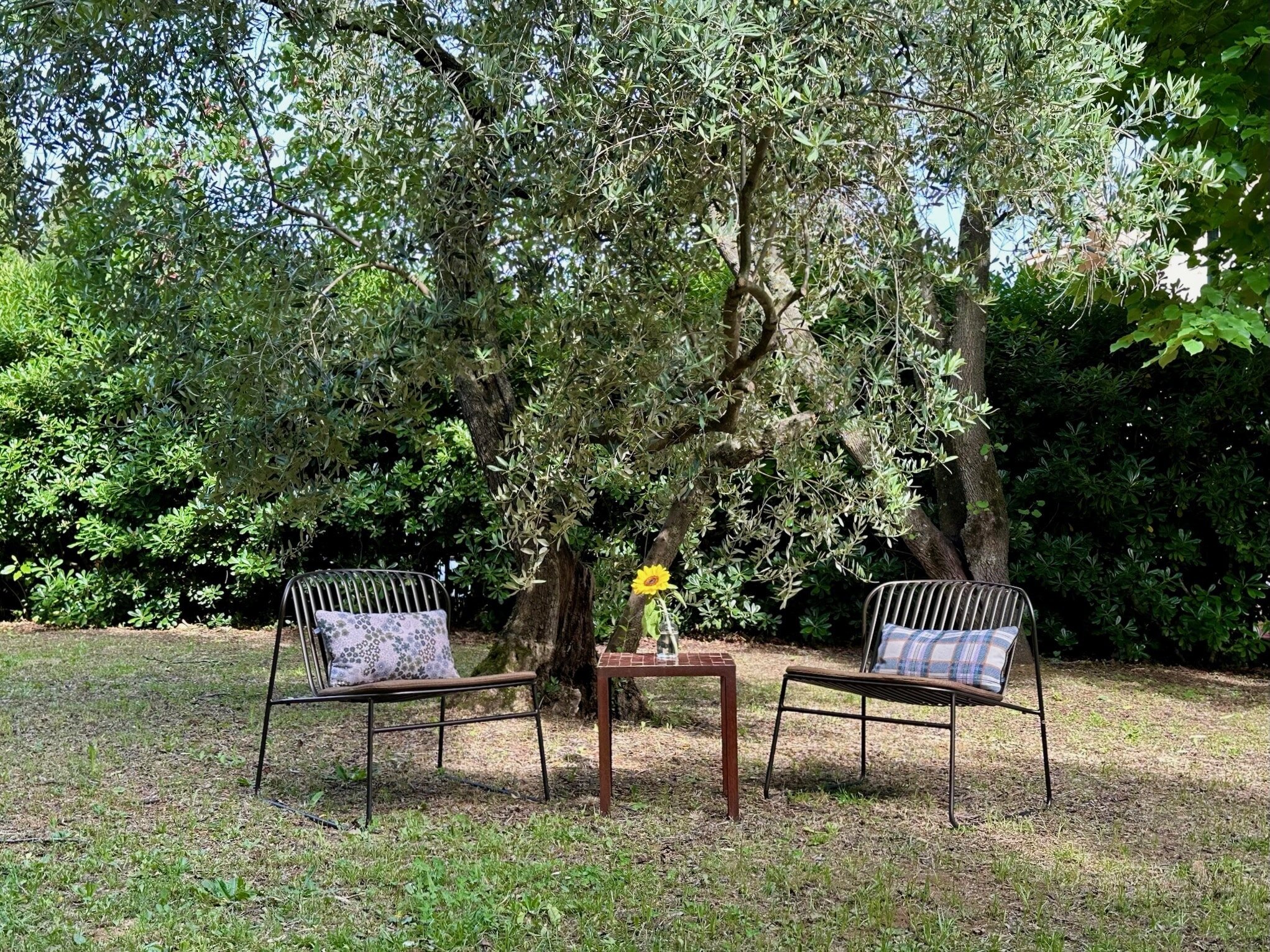 zwei Stühle unter Baum im Garten