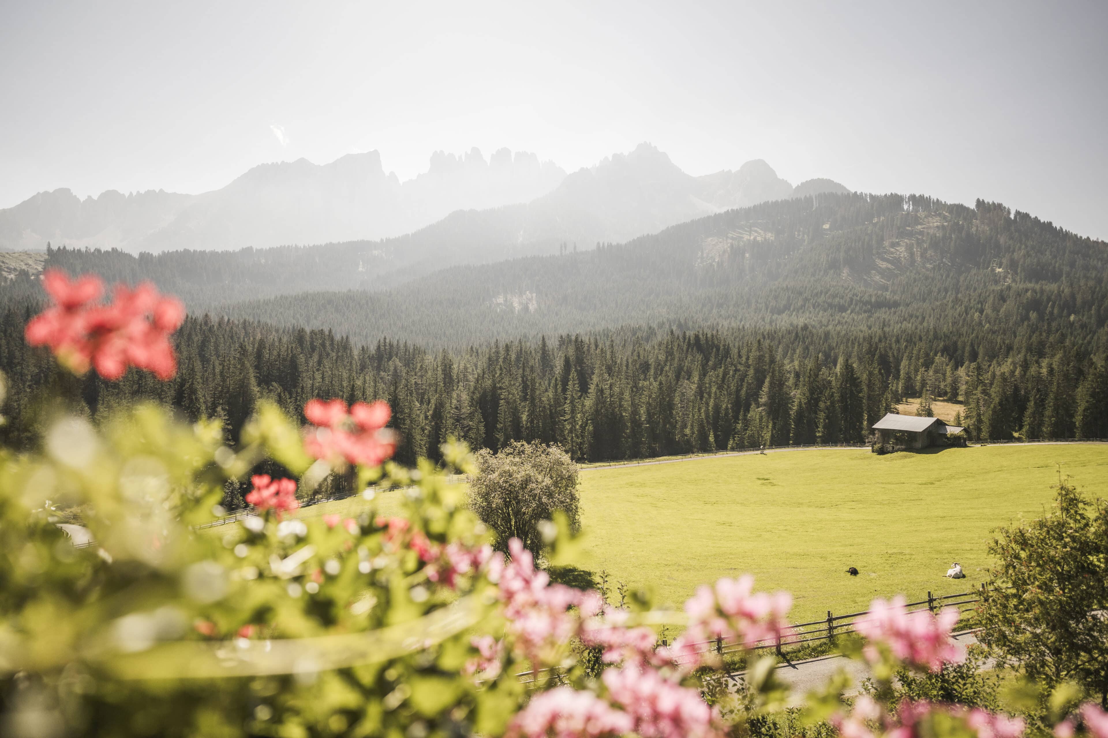 Aussicht auf die Natur, Wälder und Berge
