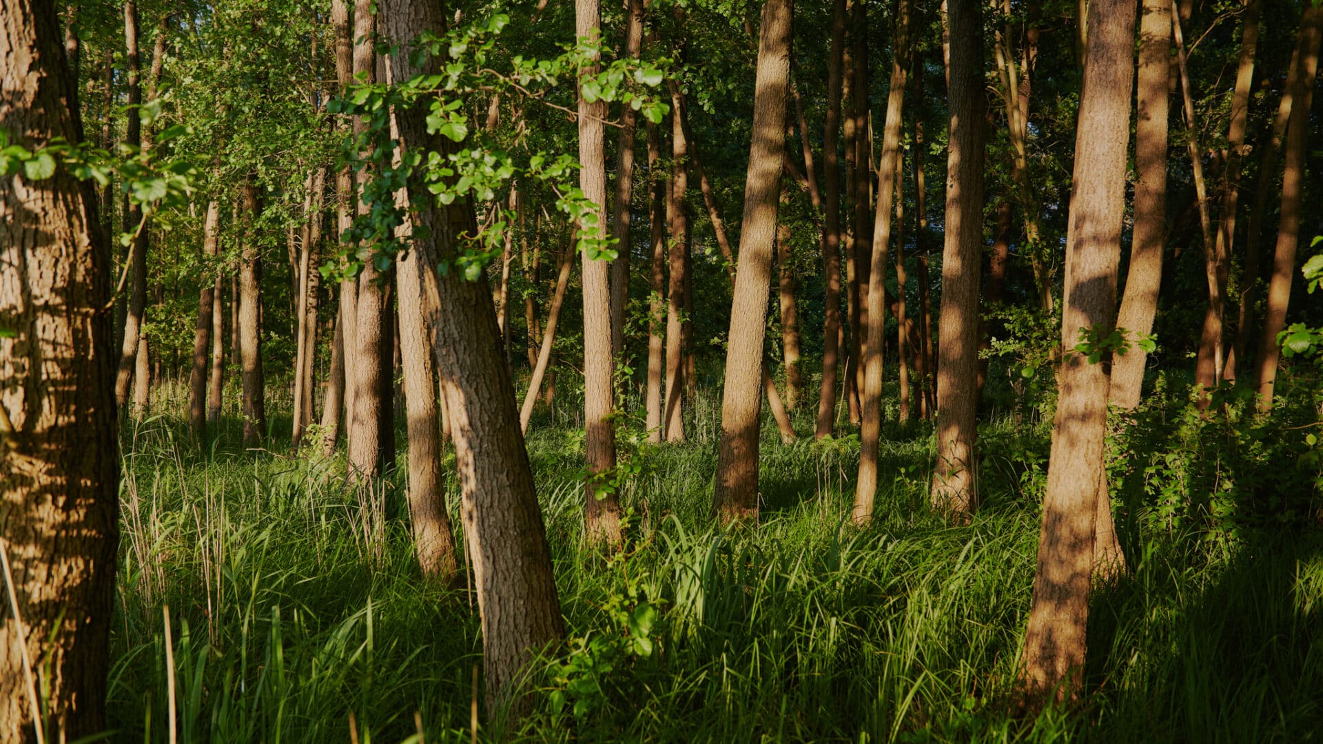 Blicke in den Wald