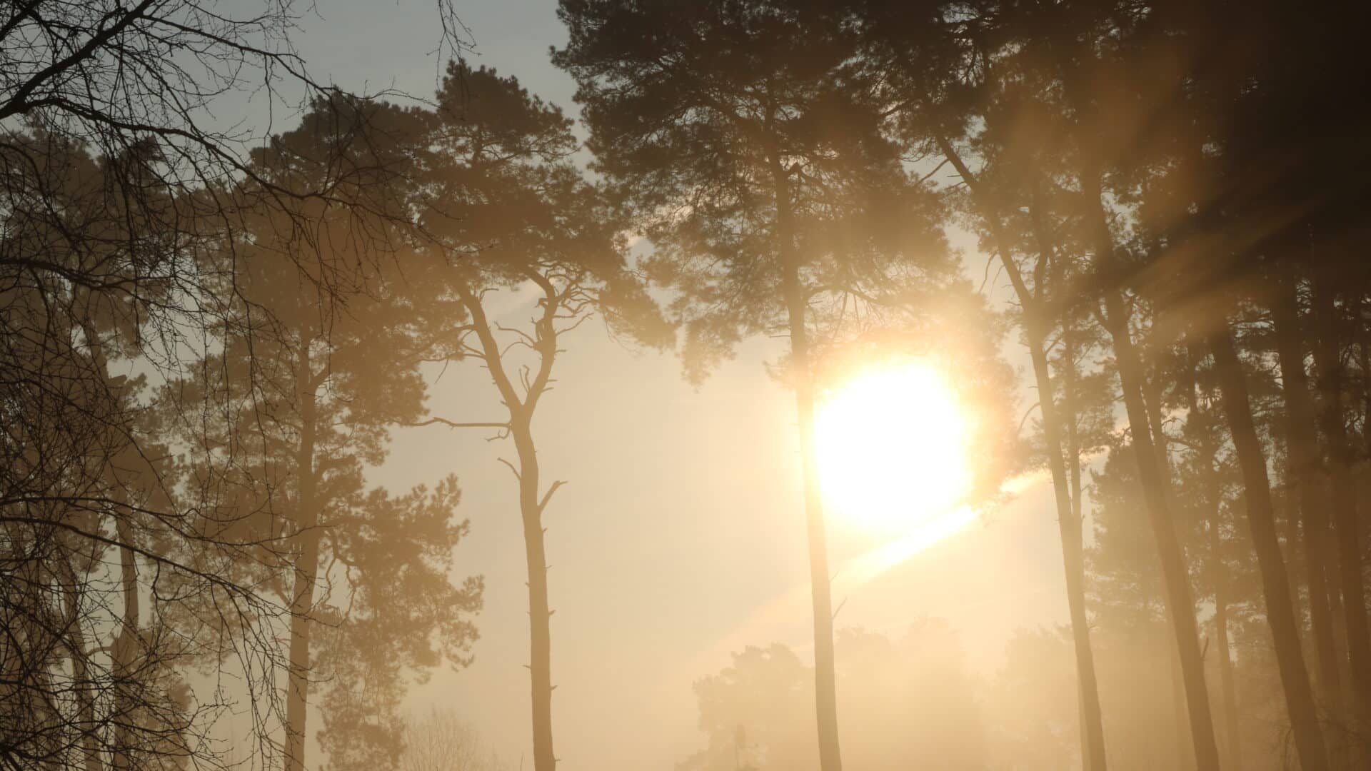 Wald und Sonnenuntergang
