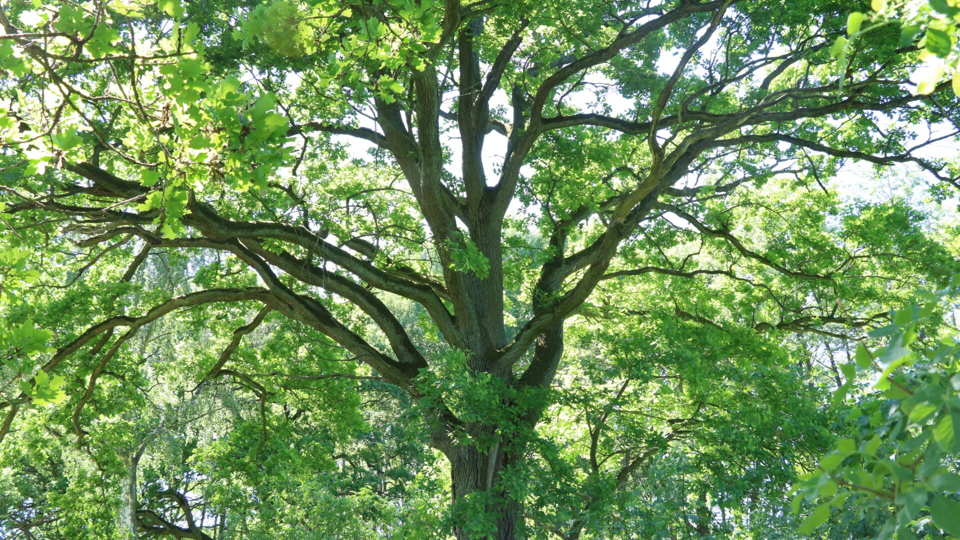 Blick in die Baumenkrone