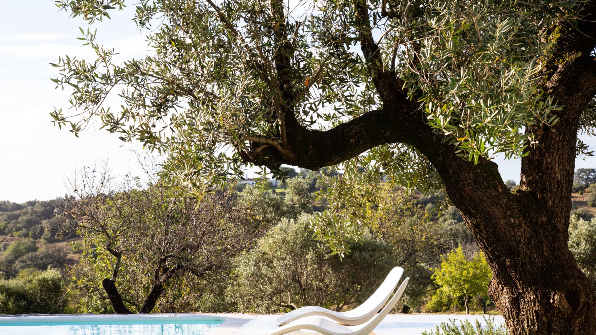 zwei Liegestühle am Pool mit Baum