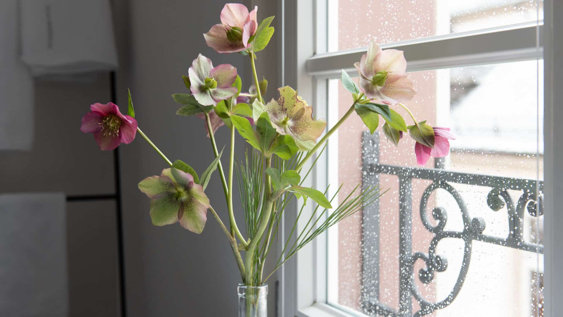 Blumen im Fenstersims des Palais Wunderlich