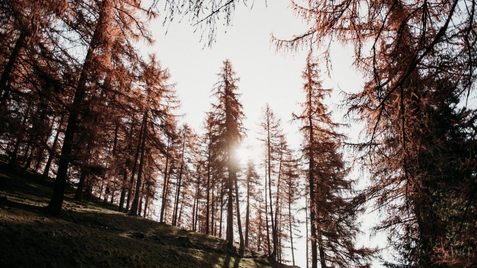Mood: Wald im Sonnenschein in der Umgebung des Gästehaus Freiform