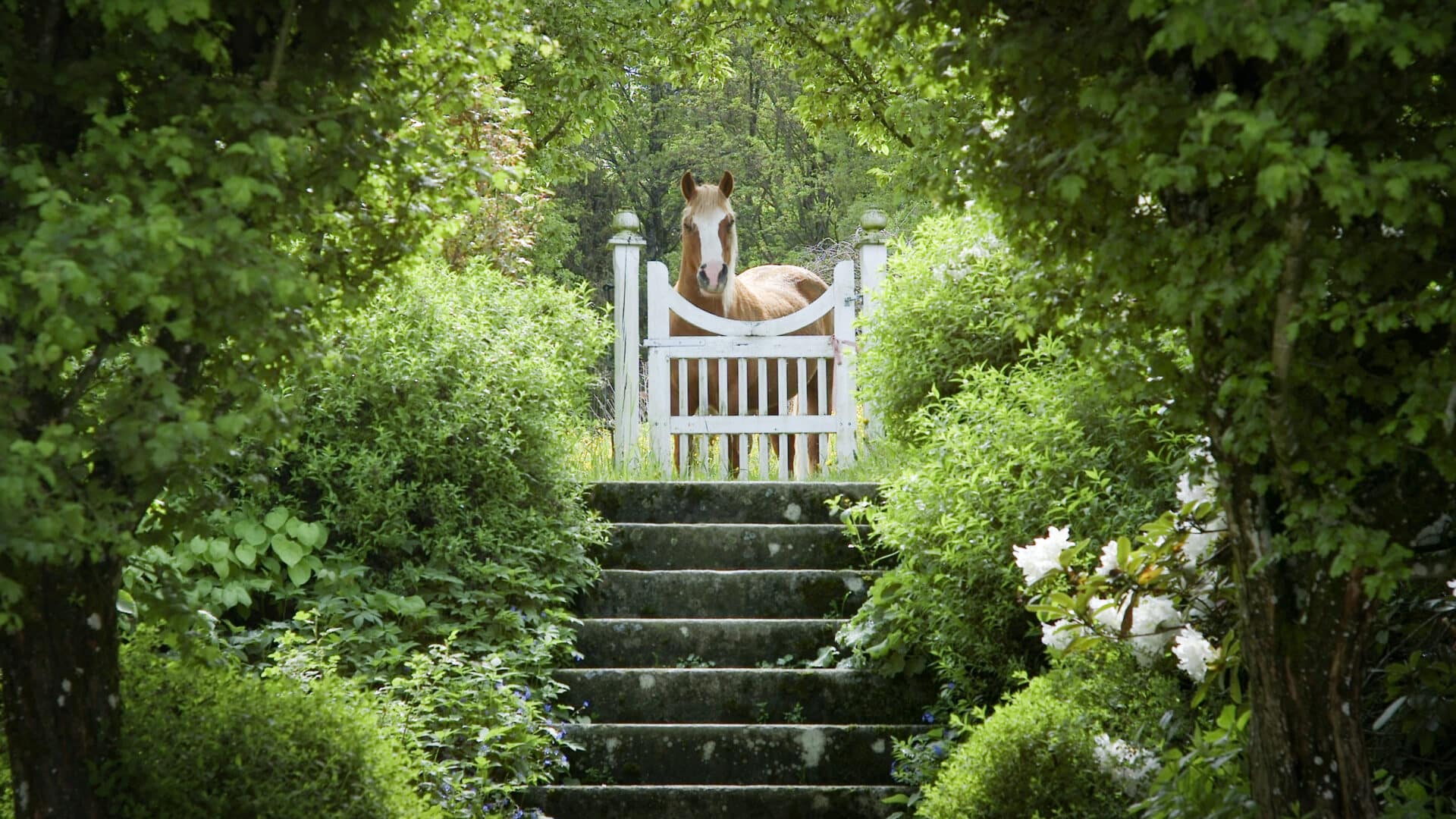 Pferd schaut über Gartenpforte auf Hof Grillenöd
