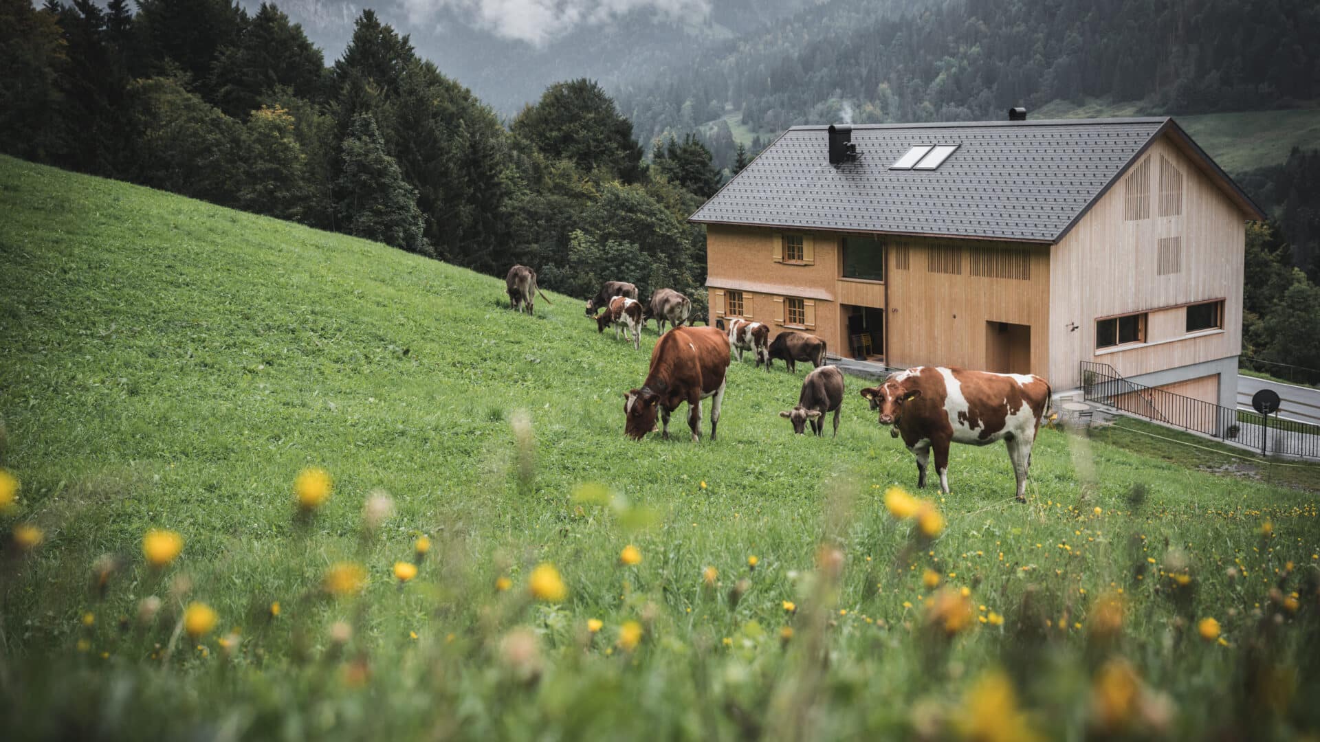 Haus und Kuhwiese des Halwina Hideaway