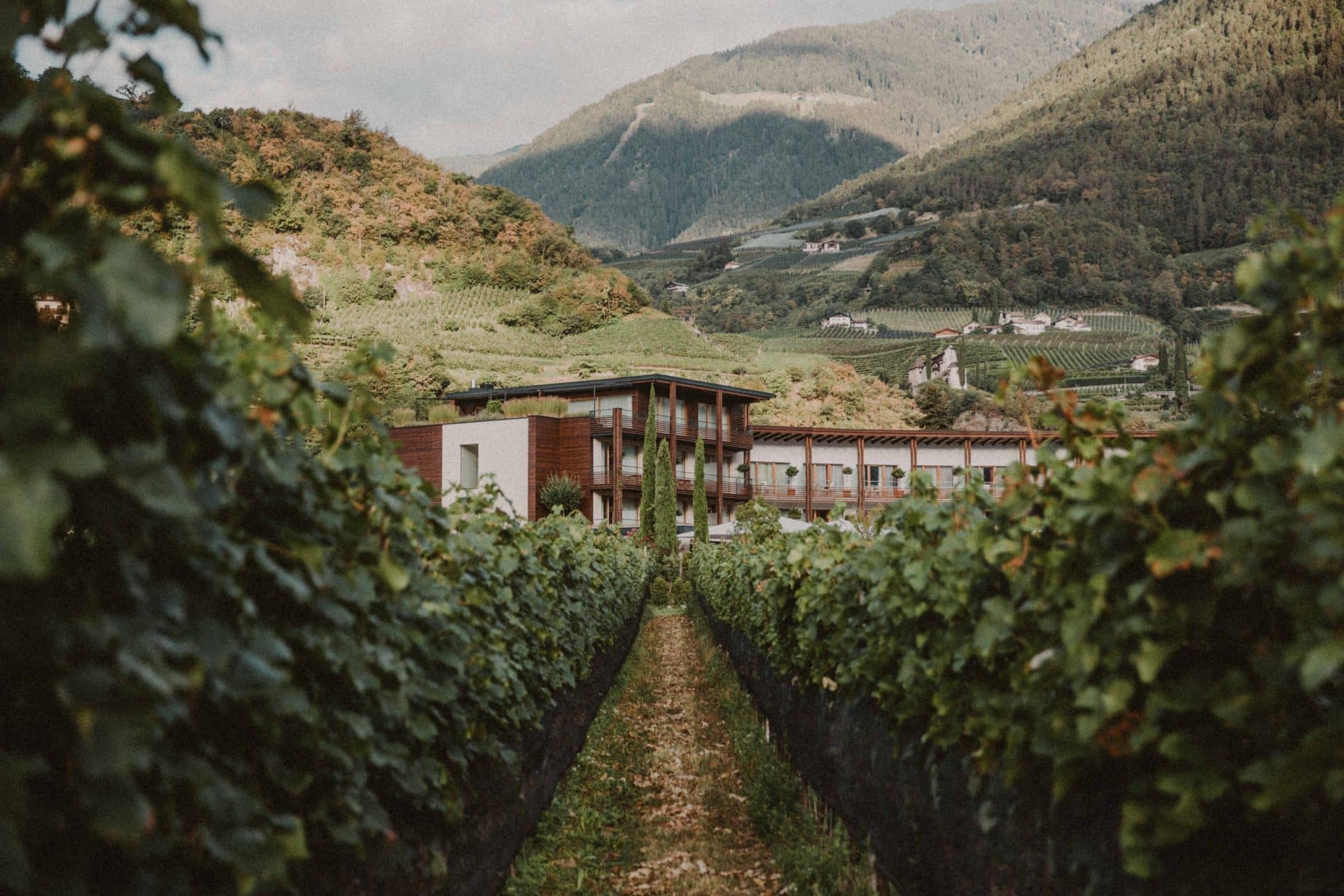 Weg durch Weinreben zum Hotel Schwarzschmied