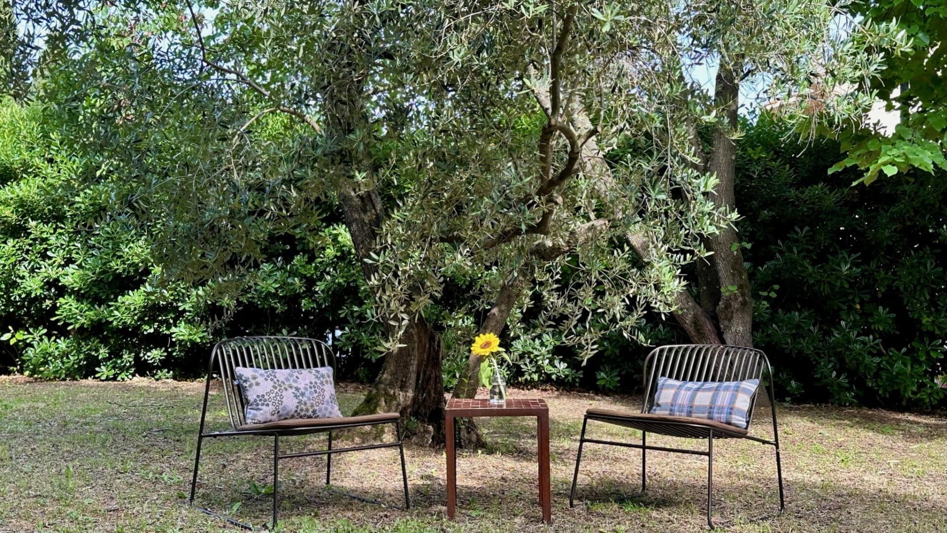 zwei Stühle unter Baum im Garten