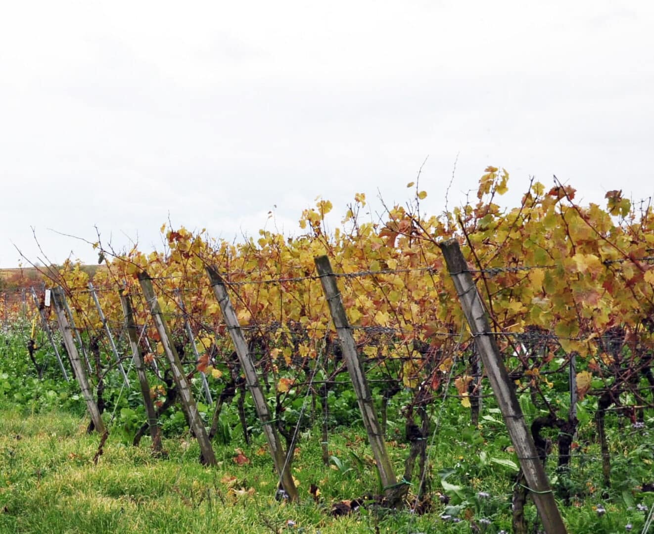 Weinreben, Schockelgaul