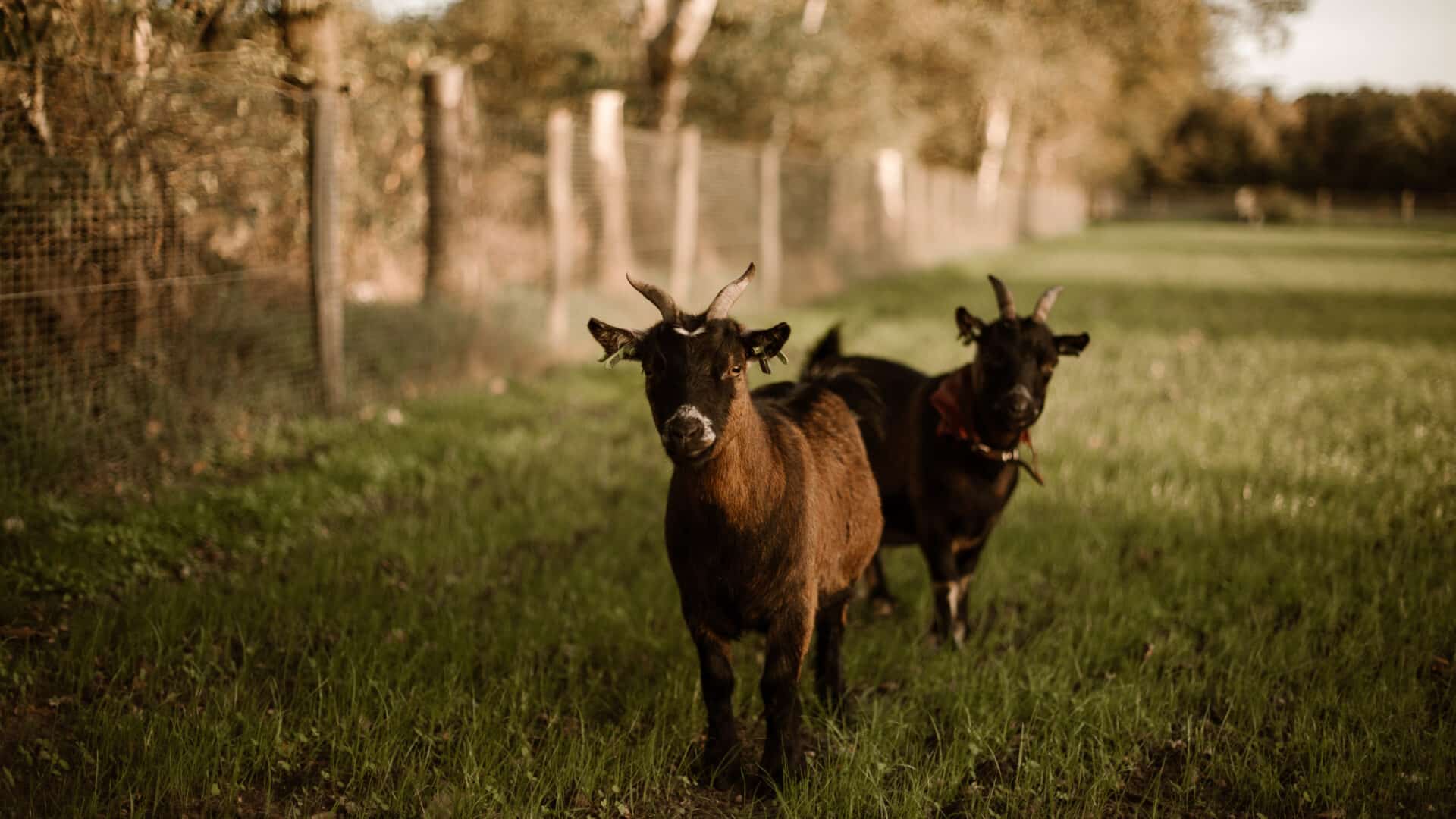 Zwei Ziegen im Garten des Tiny Hotel
