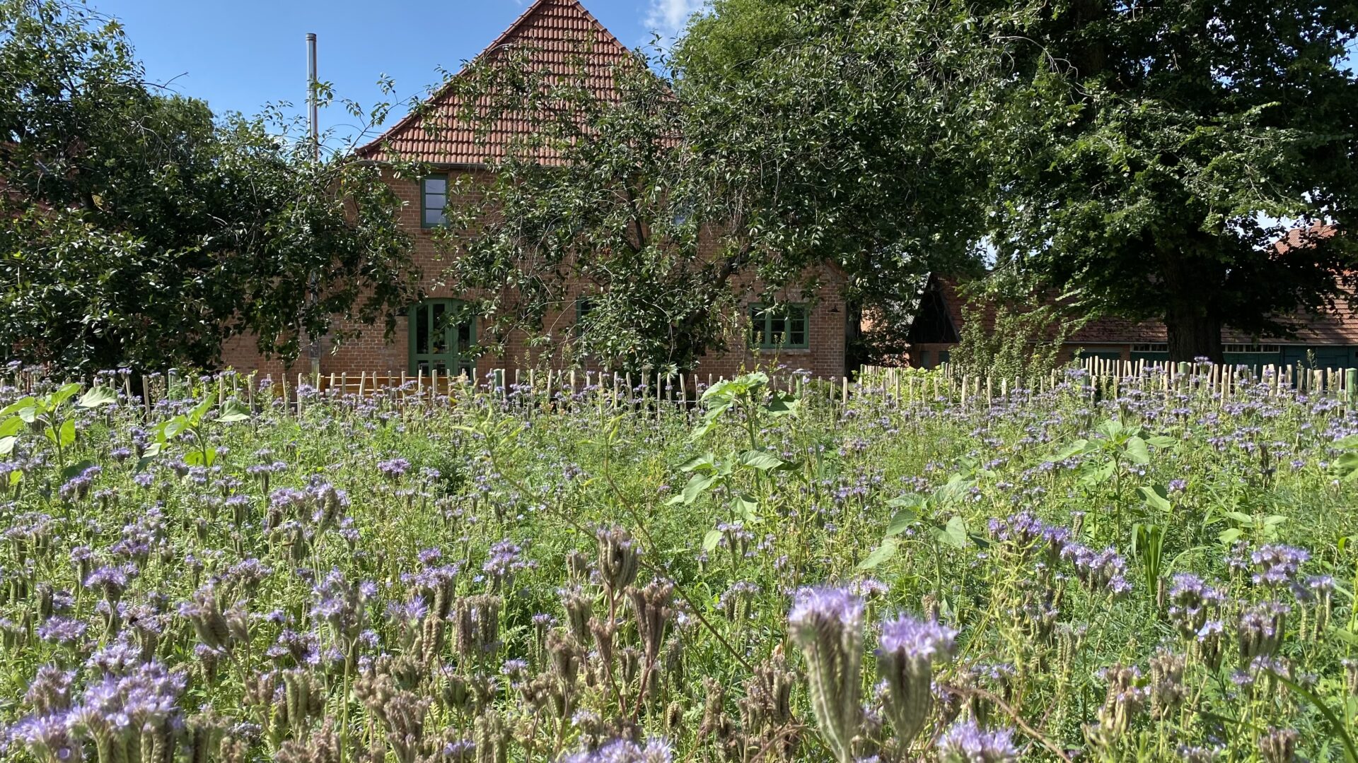 Ulmenhof und Wiese