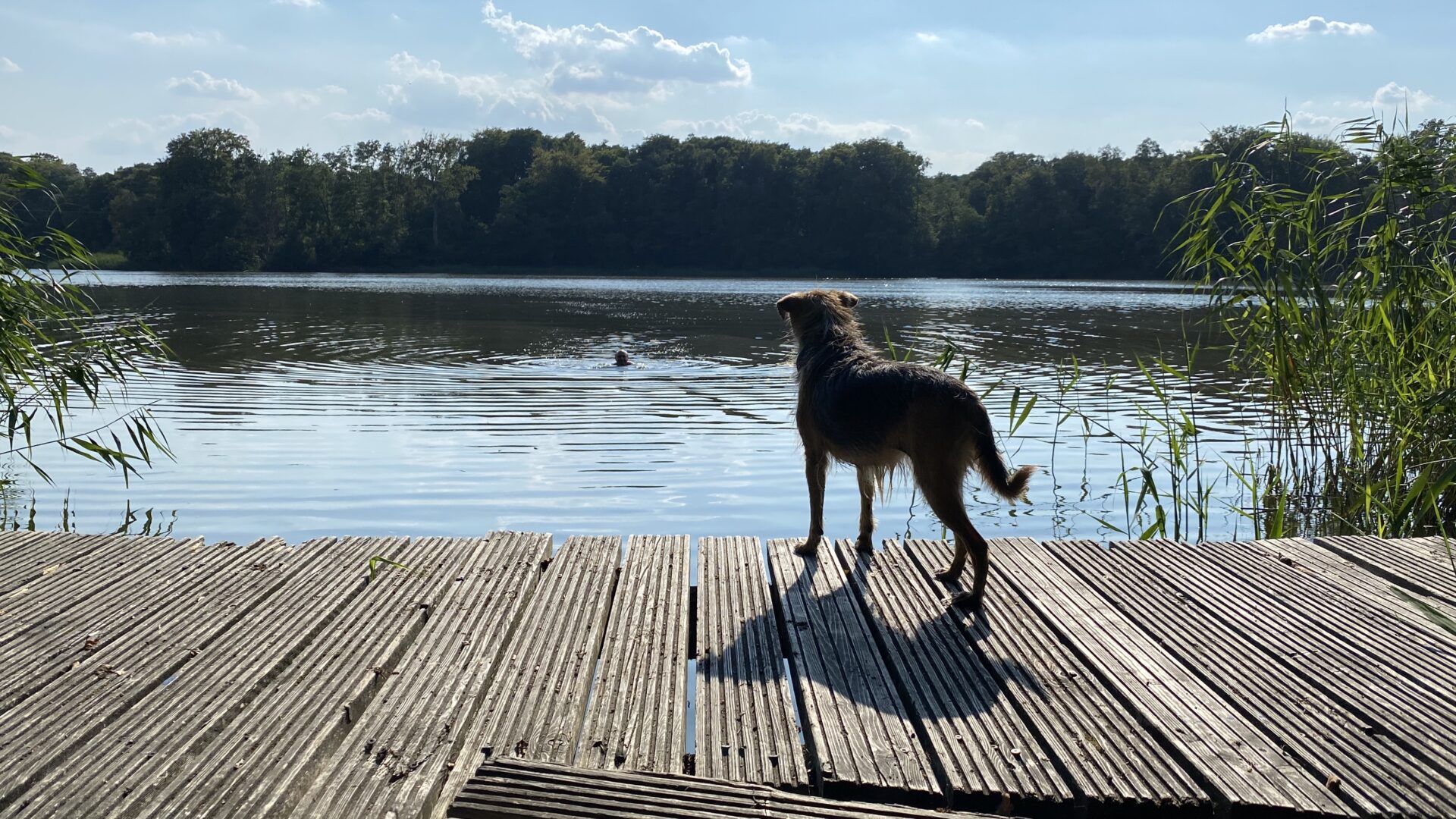Hund am Steg, Ulmenhof